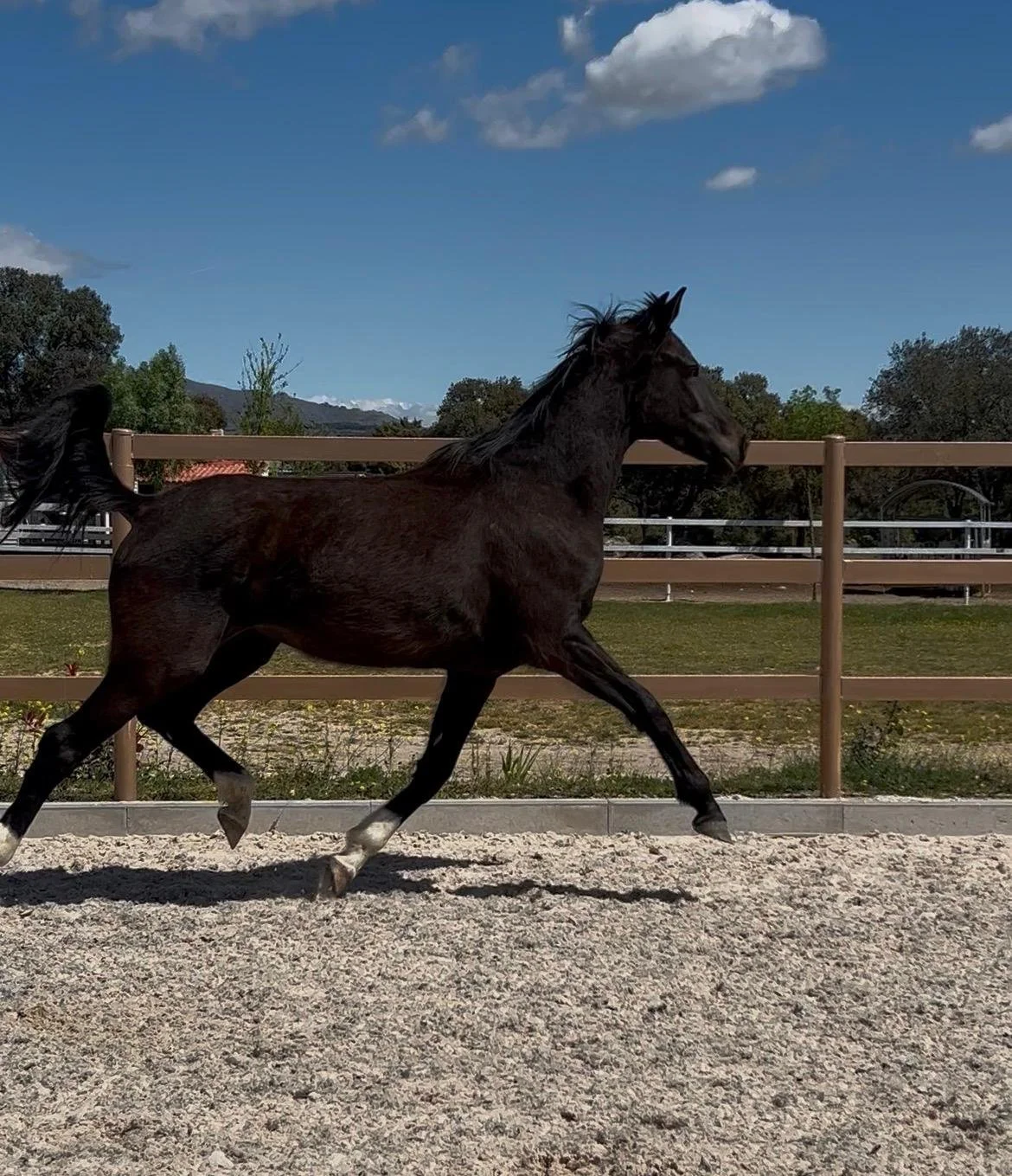 WhatsApp Image 2026-04-15 at 12.21.21 (1).jpeg