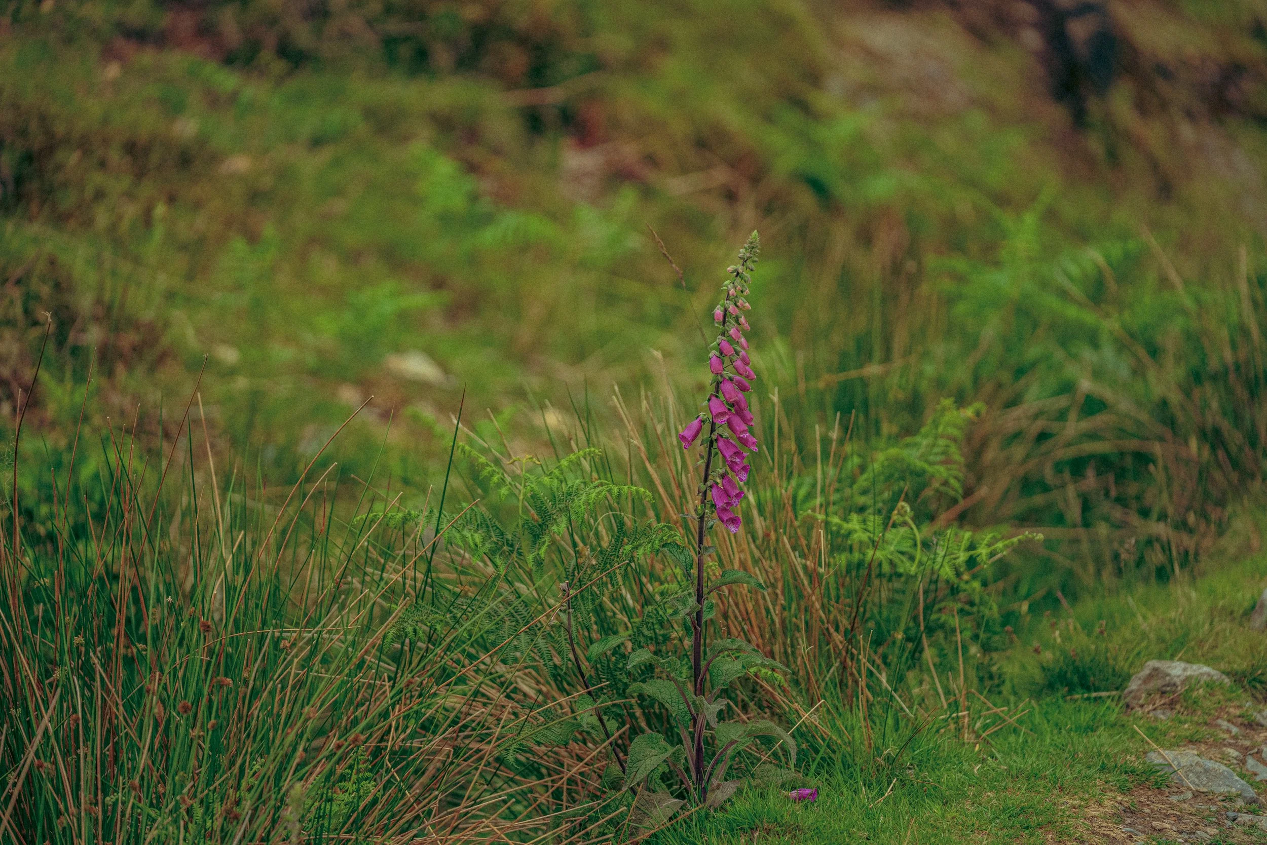 30335_NITW_LAKE_DISTRICT_06_2025_DSC00195_NEWL.jpg