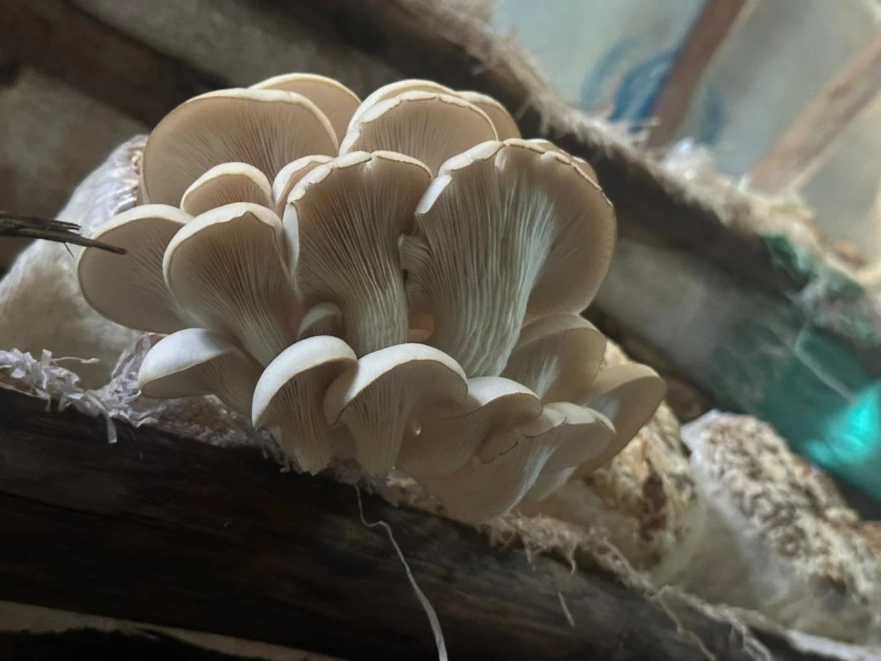Close-up of a cluster of white oyster mushrooms growing on a wooden surface