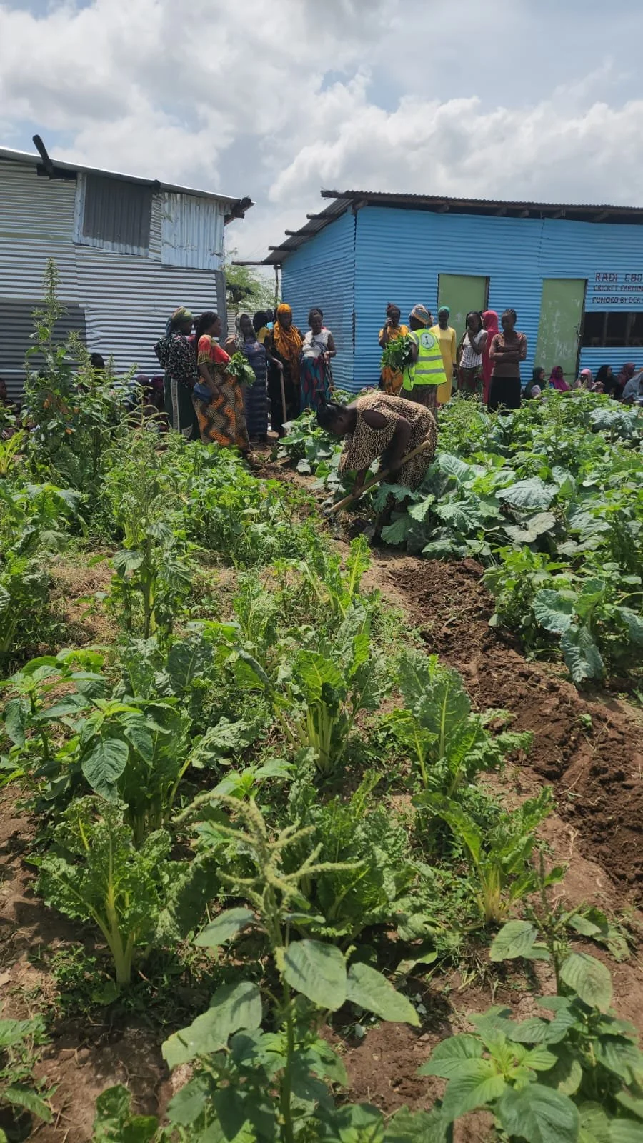 A group of people observing and working on a vegetable garden with a woman tending to the plants, in front of colorful corrugated metal buildings under a cloudy sky.