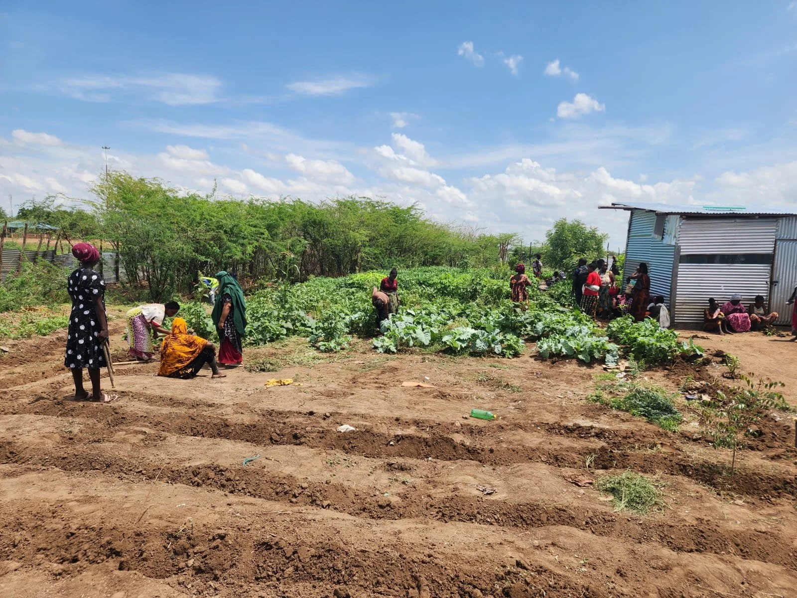 People working and socializing in a vegetable garden beside a small metal building on a sunny day with blue sky and scattered clouds.