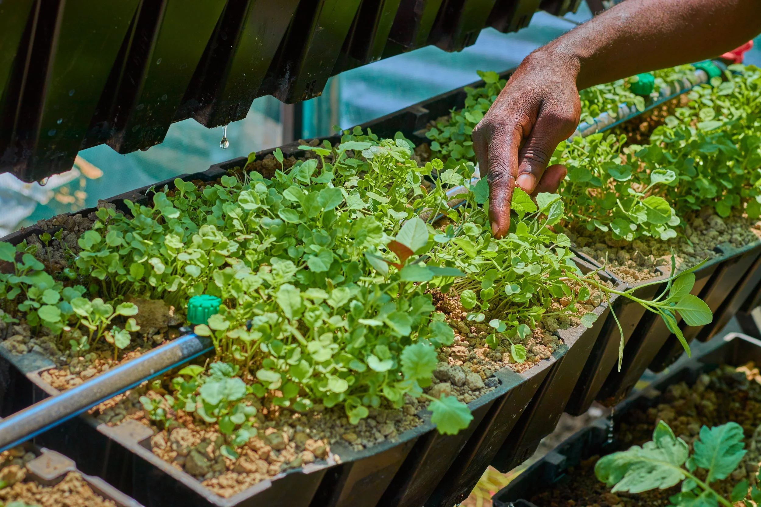 Close-up of a person's hand tending to small green seedlings growing in black plastic trays, with a drip irrigation system overhead.