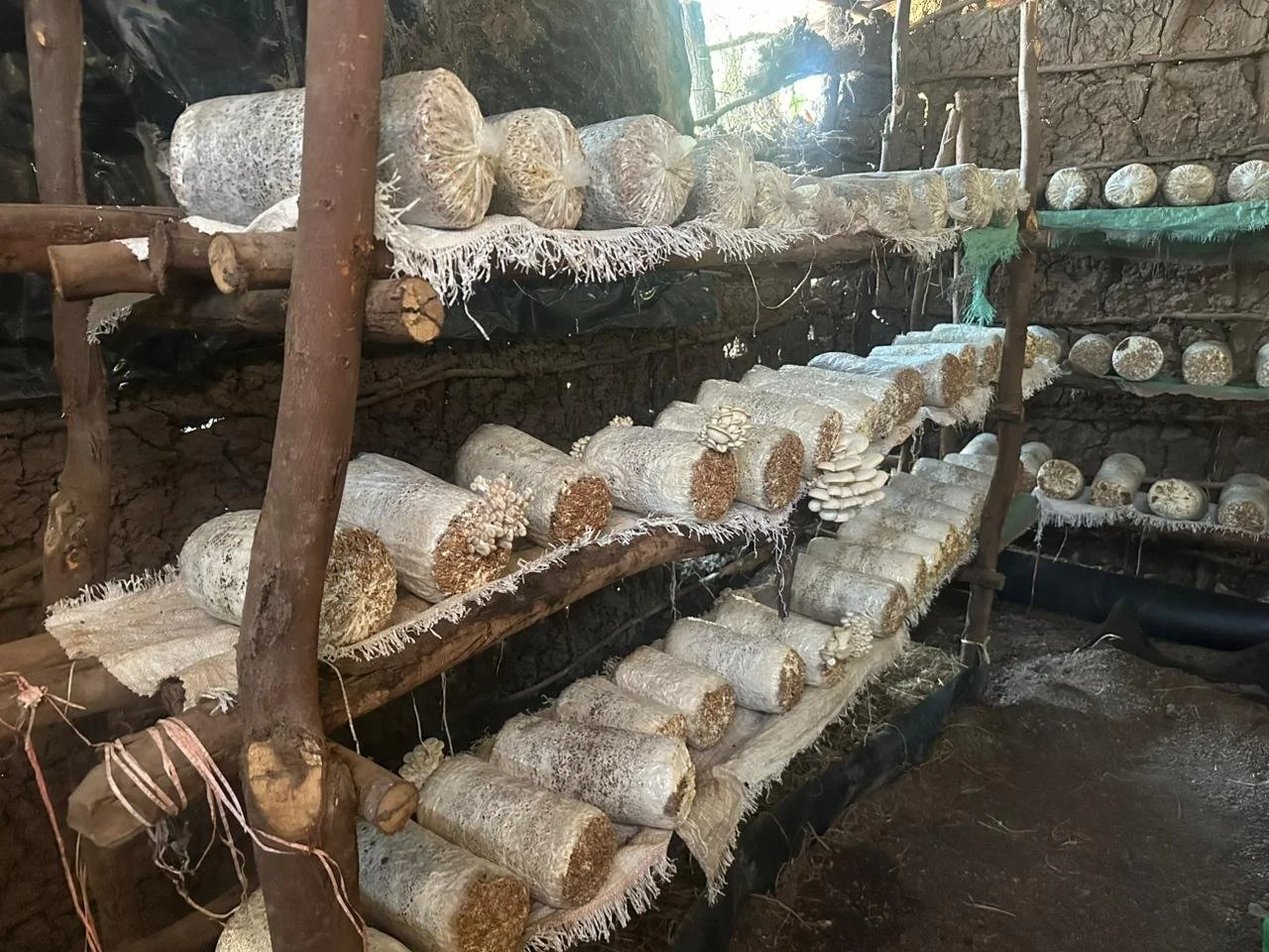 Shelves with logs of mushroom spawn bags, stored inside a rustic farm or mushroom cultivation shed.