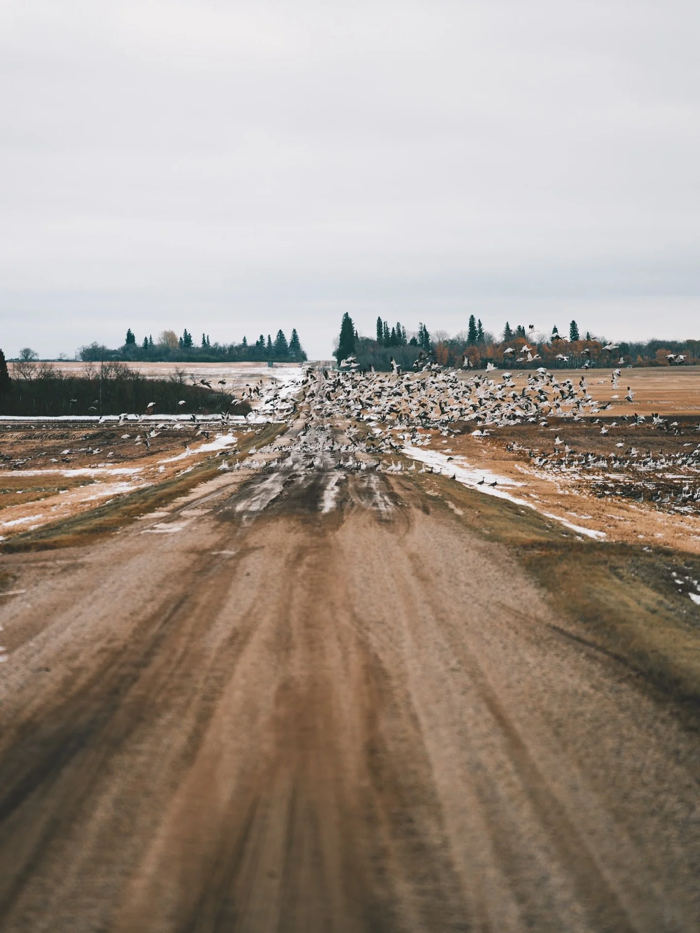 The road to the next feed never really ends &mdash; just keeps turning into another sunrise and another story.

#YETI #BuiltForTheWild #YETIHunting #Turtlebox #TurtleboxAudio #LoudPortableRugged #OnX #OnXHunt #KnowWhereYouStand #Migra #MigraAmmo #One