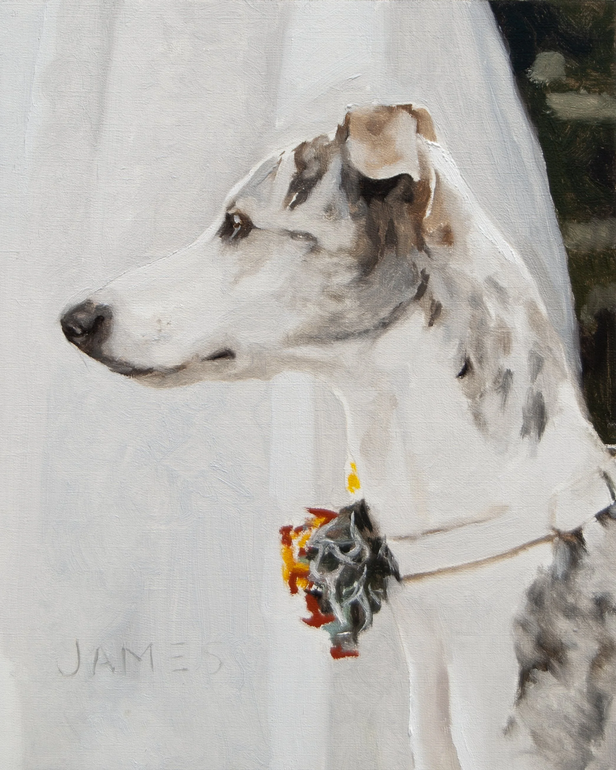James — Greyhound