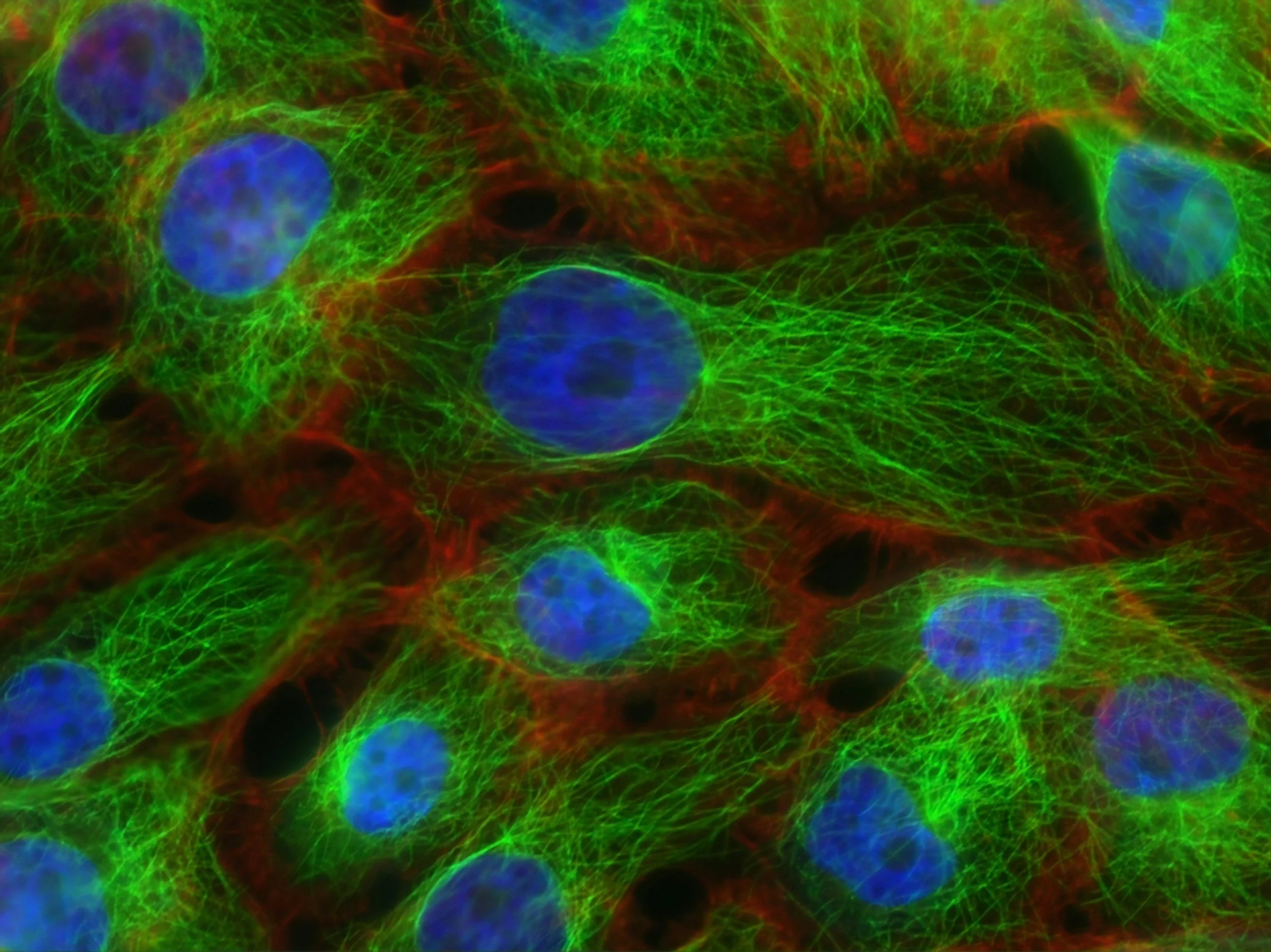 dementia scientific research