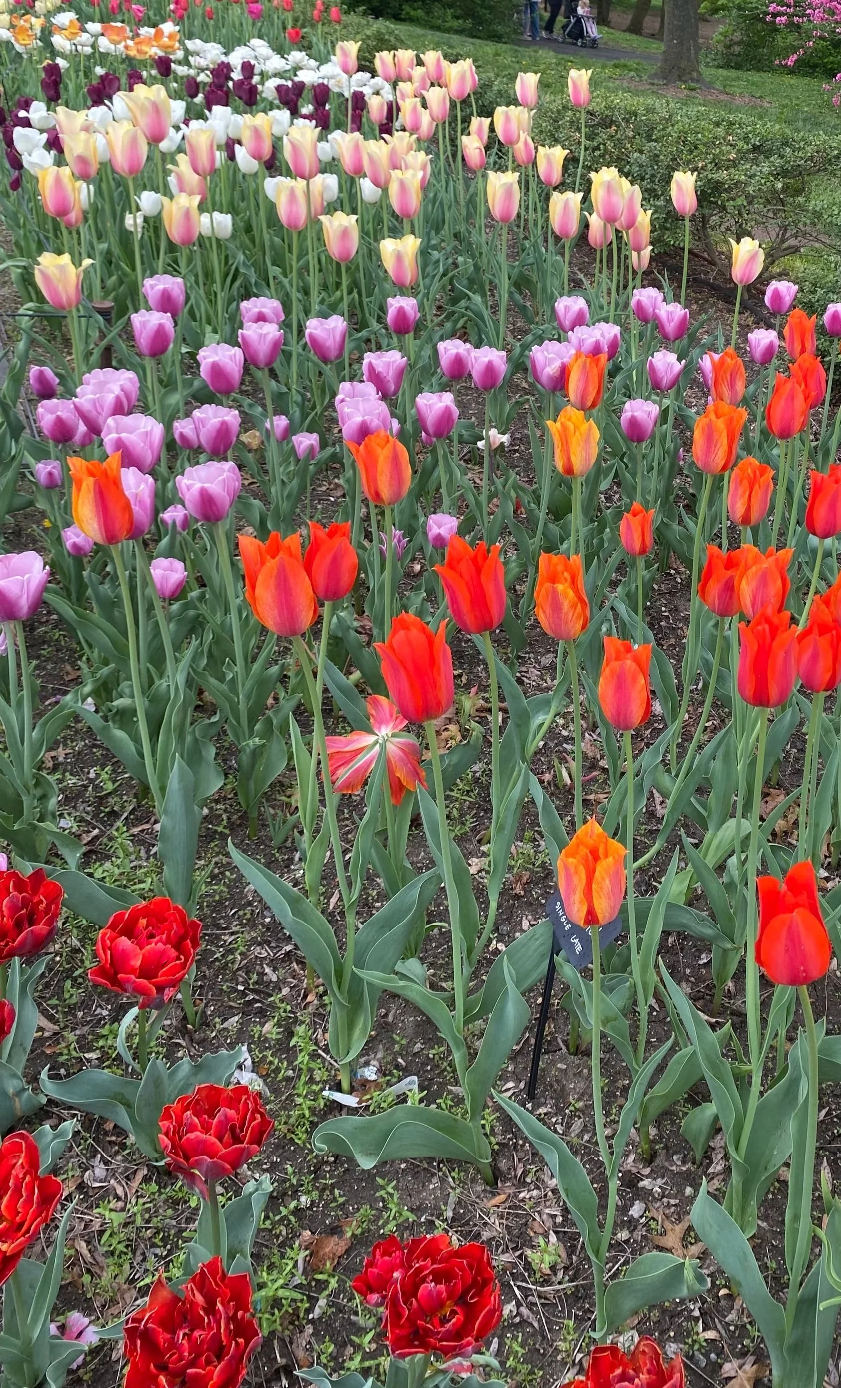Colorful tulips in a garden with pink, purple, red, orange, and white flowers amidst green foliage, with people in the background.