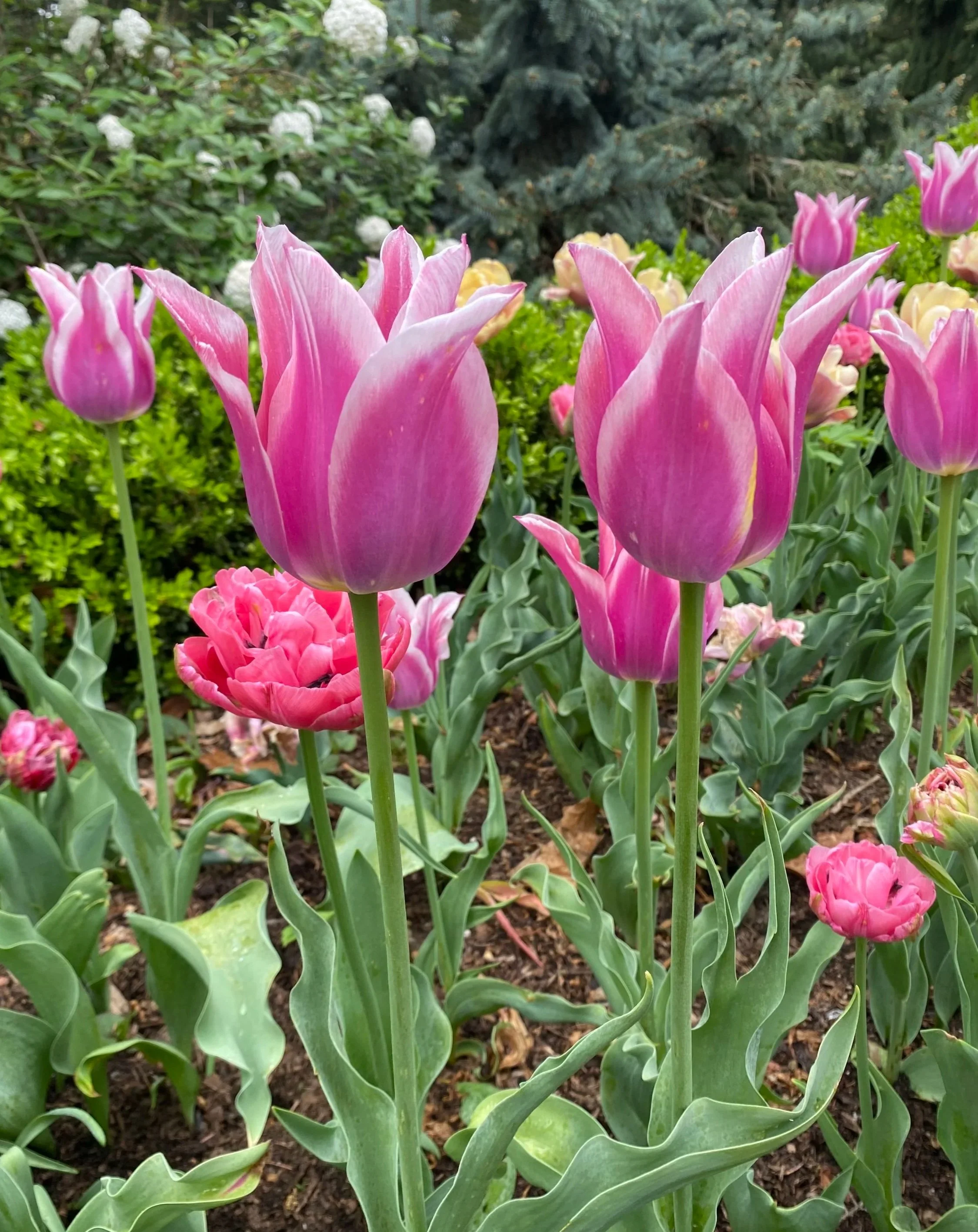 Pink tulips blooming in a garden with green leaves and other flowers in the background.