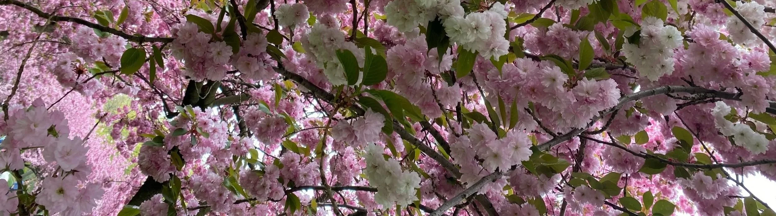 Close-up of cherry blossom tree with pink and white flowers and green leaves.