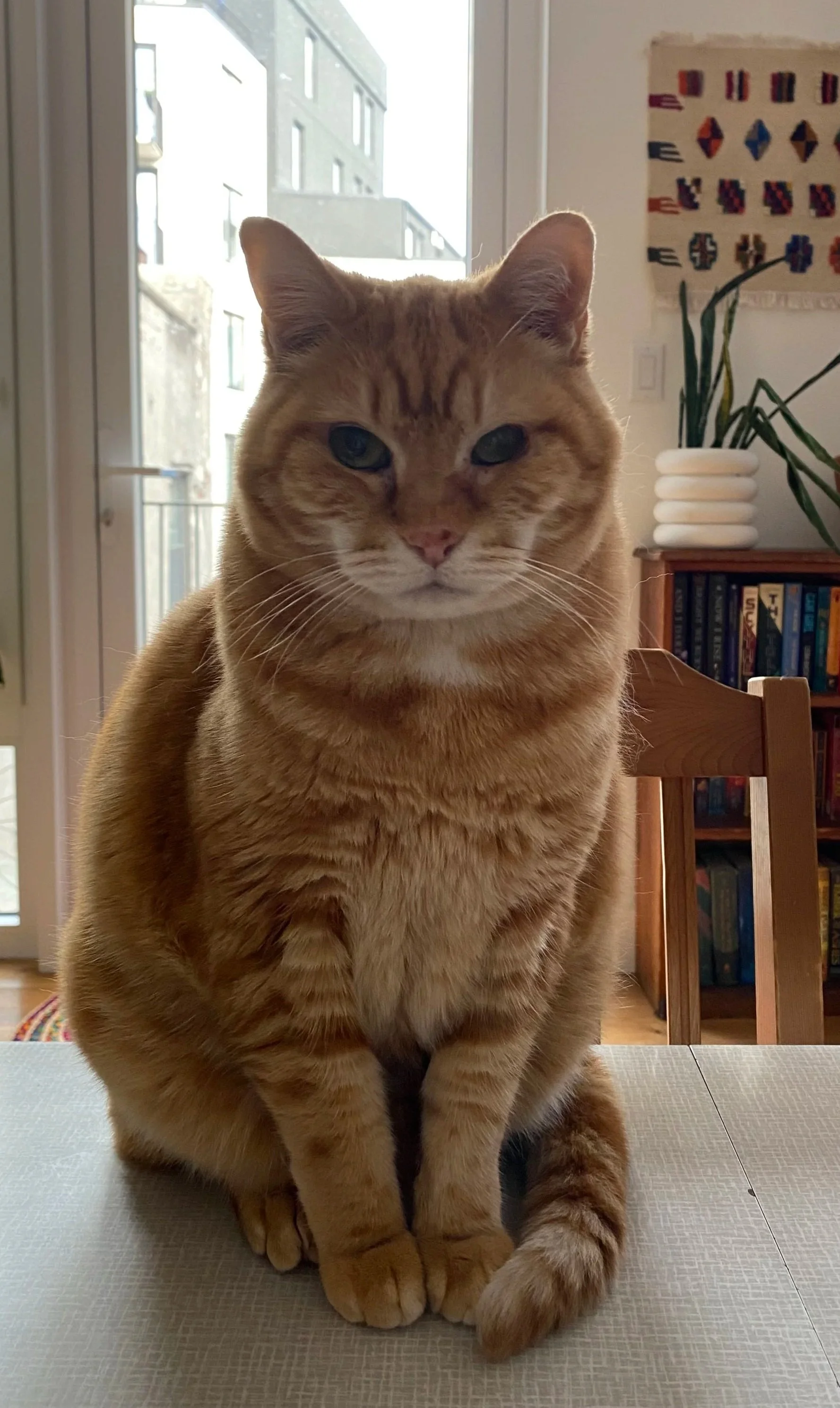 An orange tabby cat sitting on a dining table, with a window and an apartment building in the background. The room has a bookshelf and a woven wall hanging.