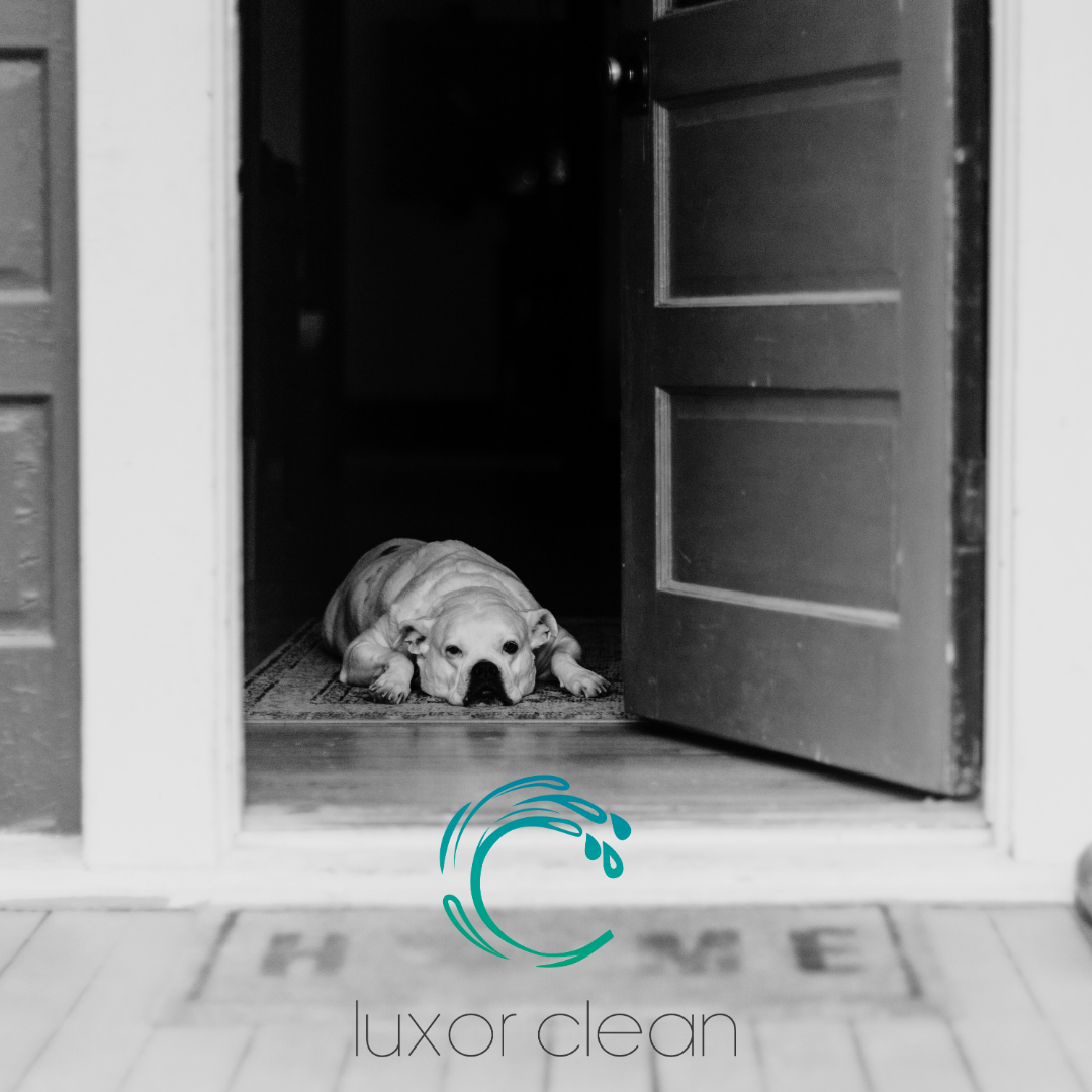 Gardiennage : maisons et animaux