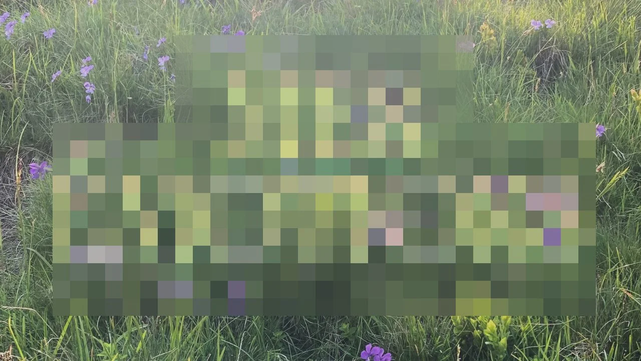 Une image floue et pixelisée d'une végétation avec des fleurs violettes dans un champ.