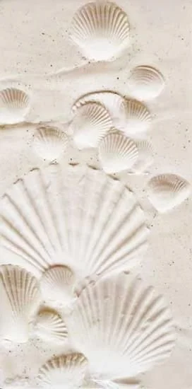 Multiple seashells scattered on light-colored sand.