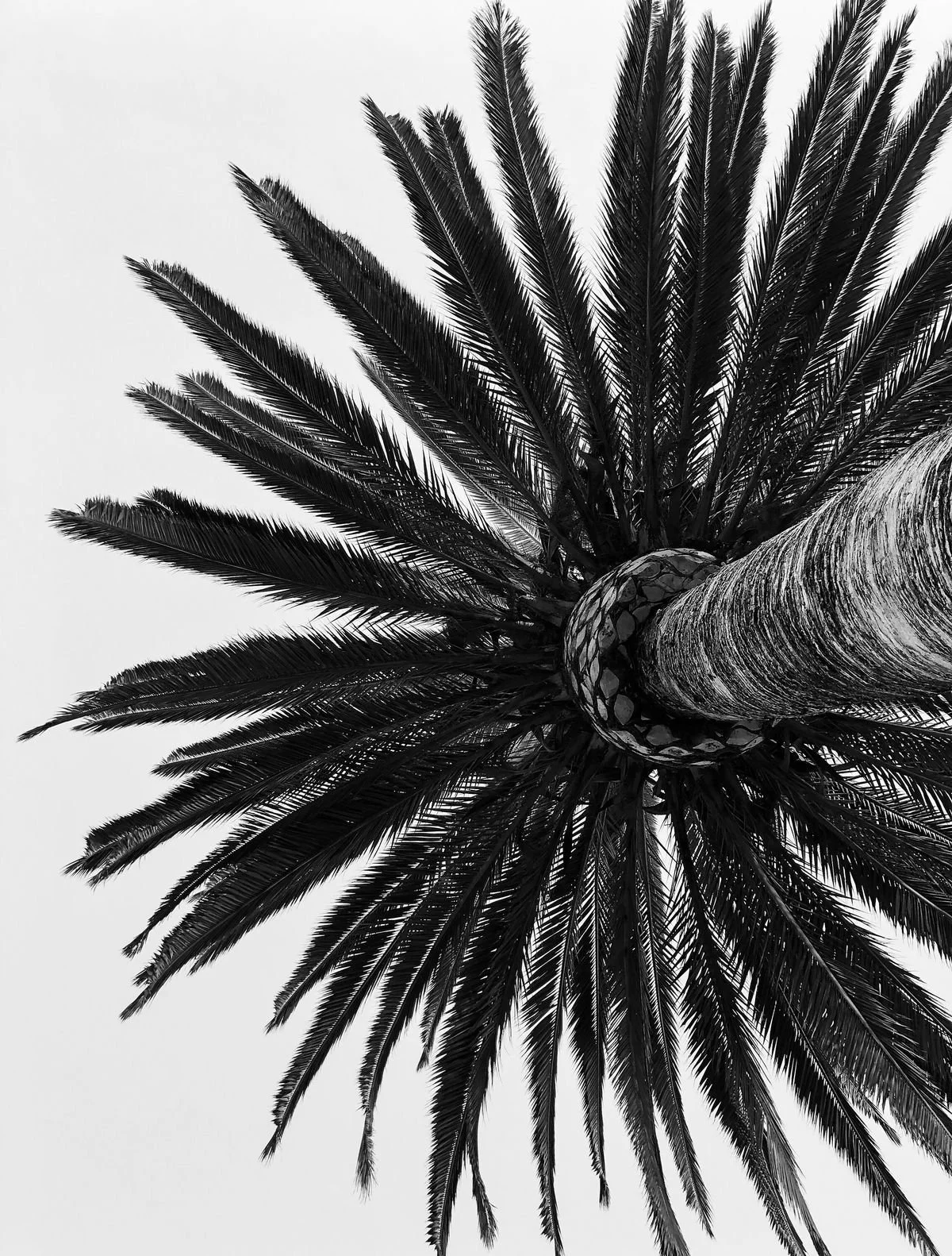 Black and white photo view of a palm tree from below, showing the trunk and long fronds against a plain sky.