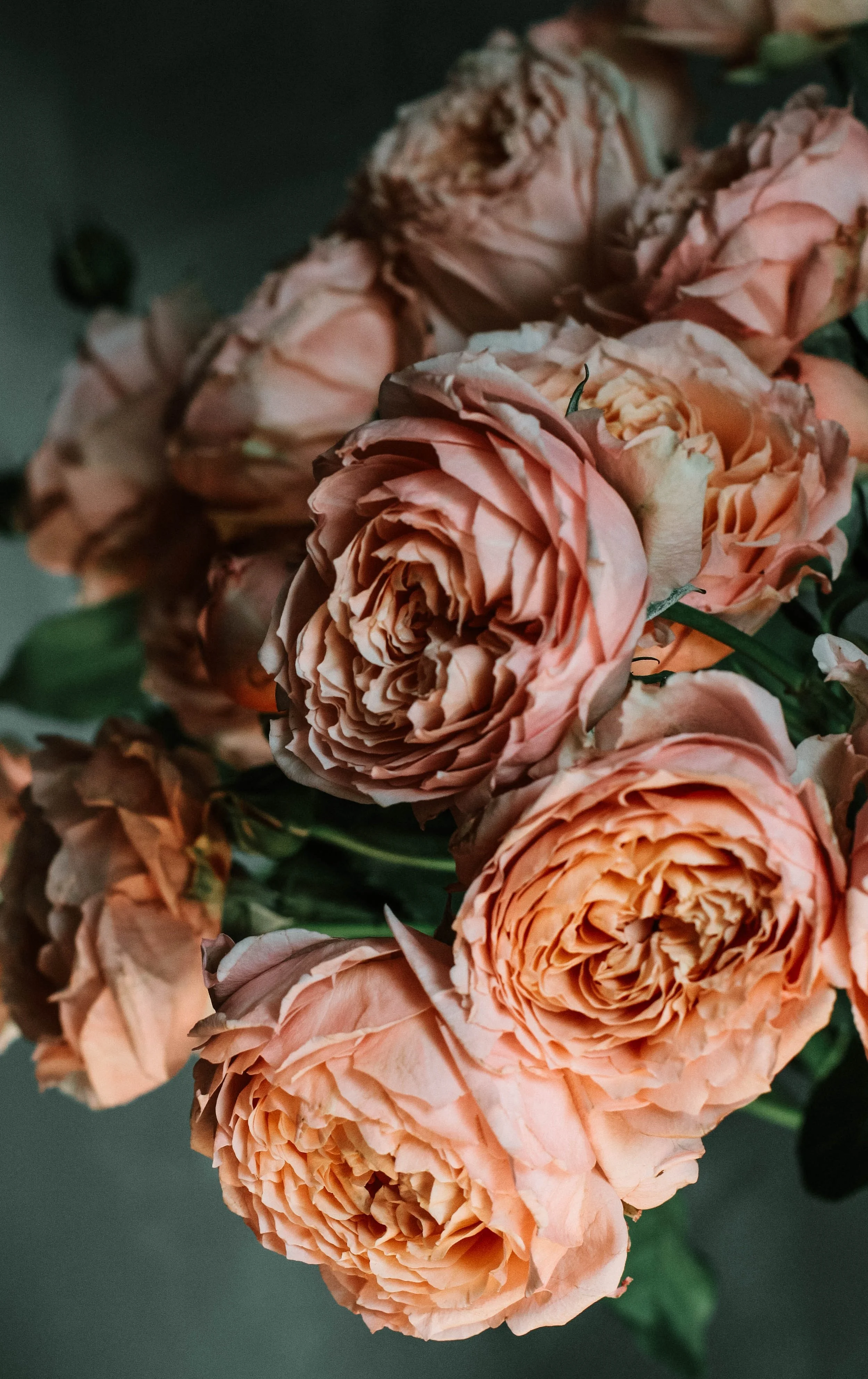 pink-rose-flowers-2377469.jpg