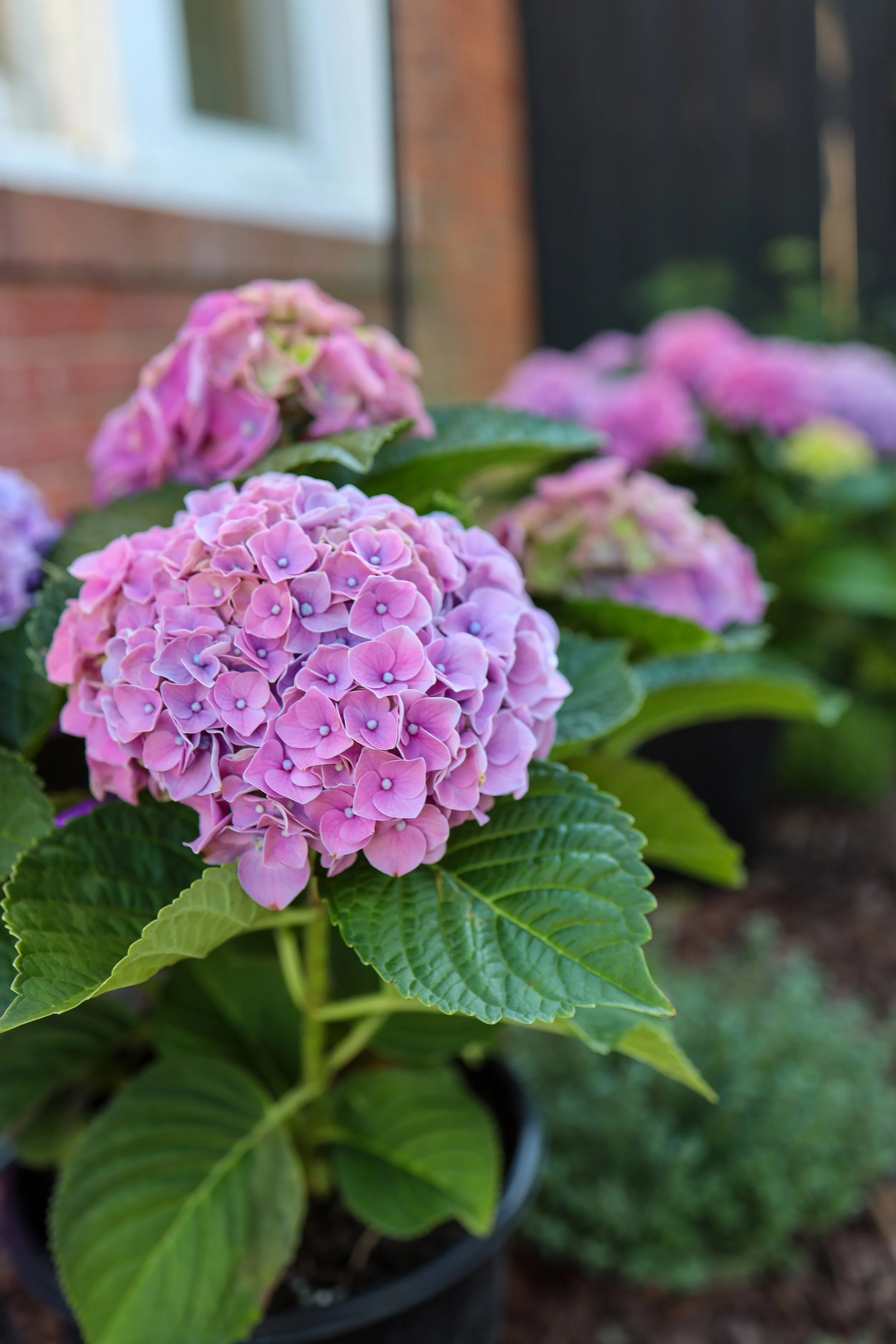4P8A7006.jpg