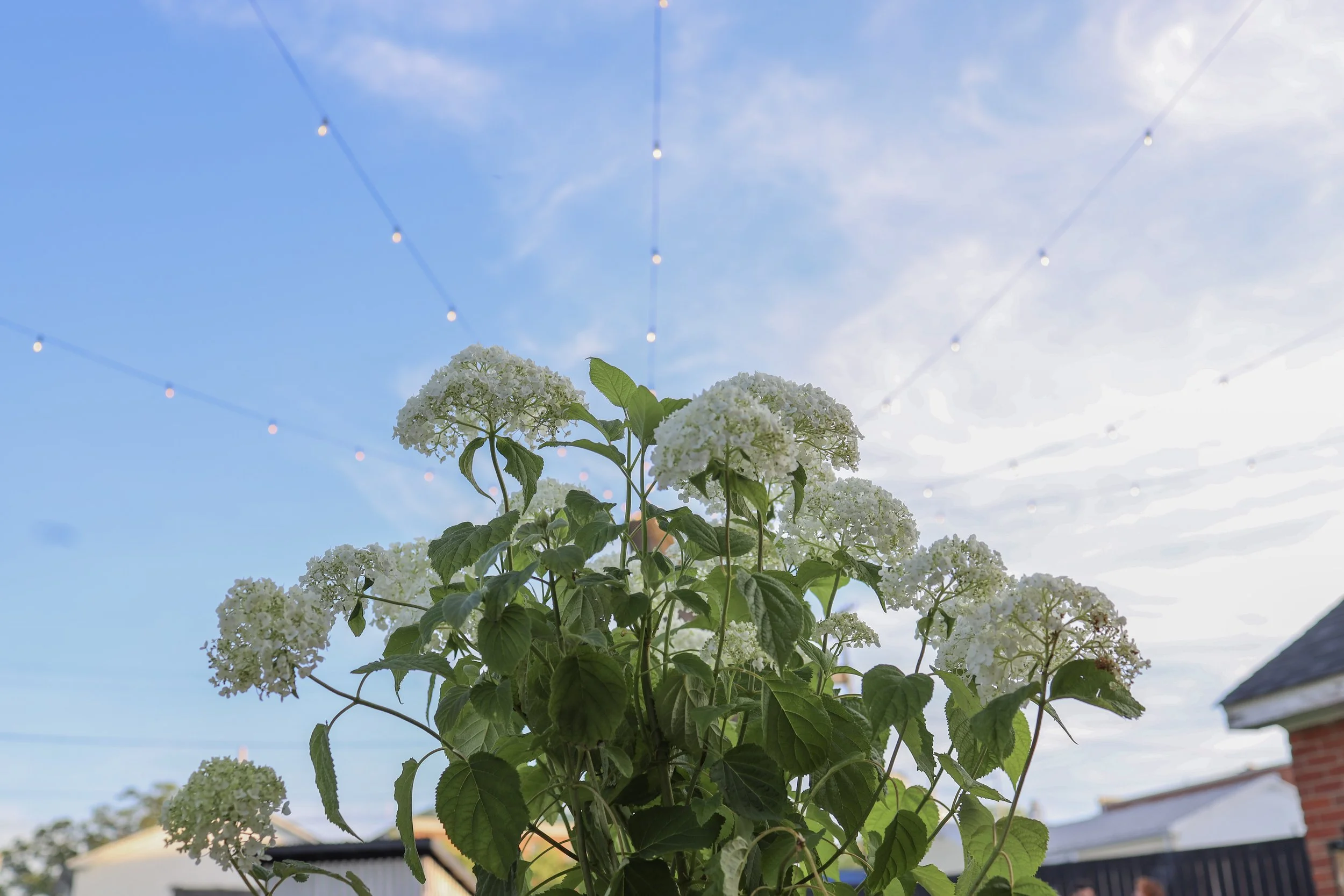 4P8A7697.jpg
