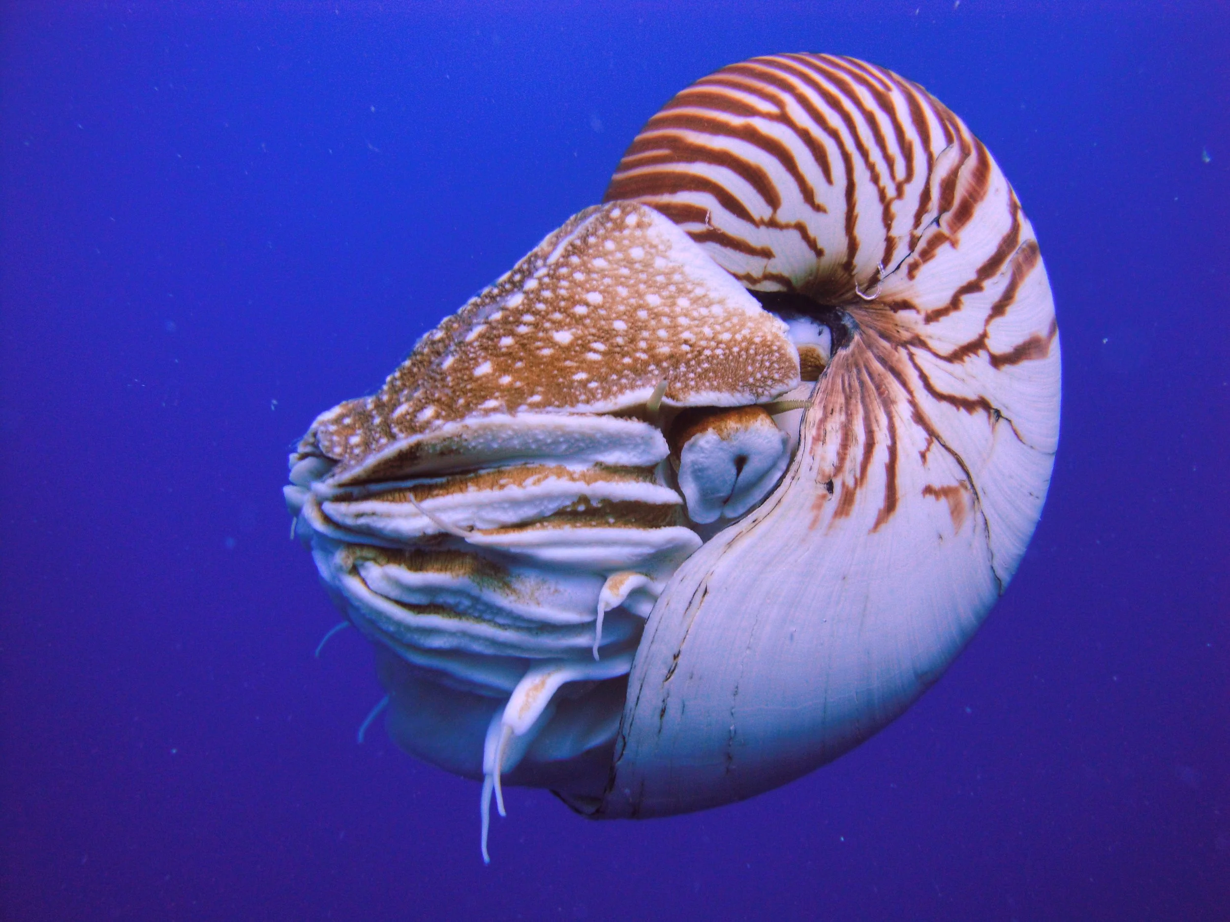 Nautilus_Palau (1).jpeg
