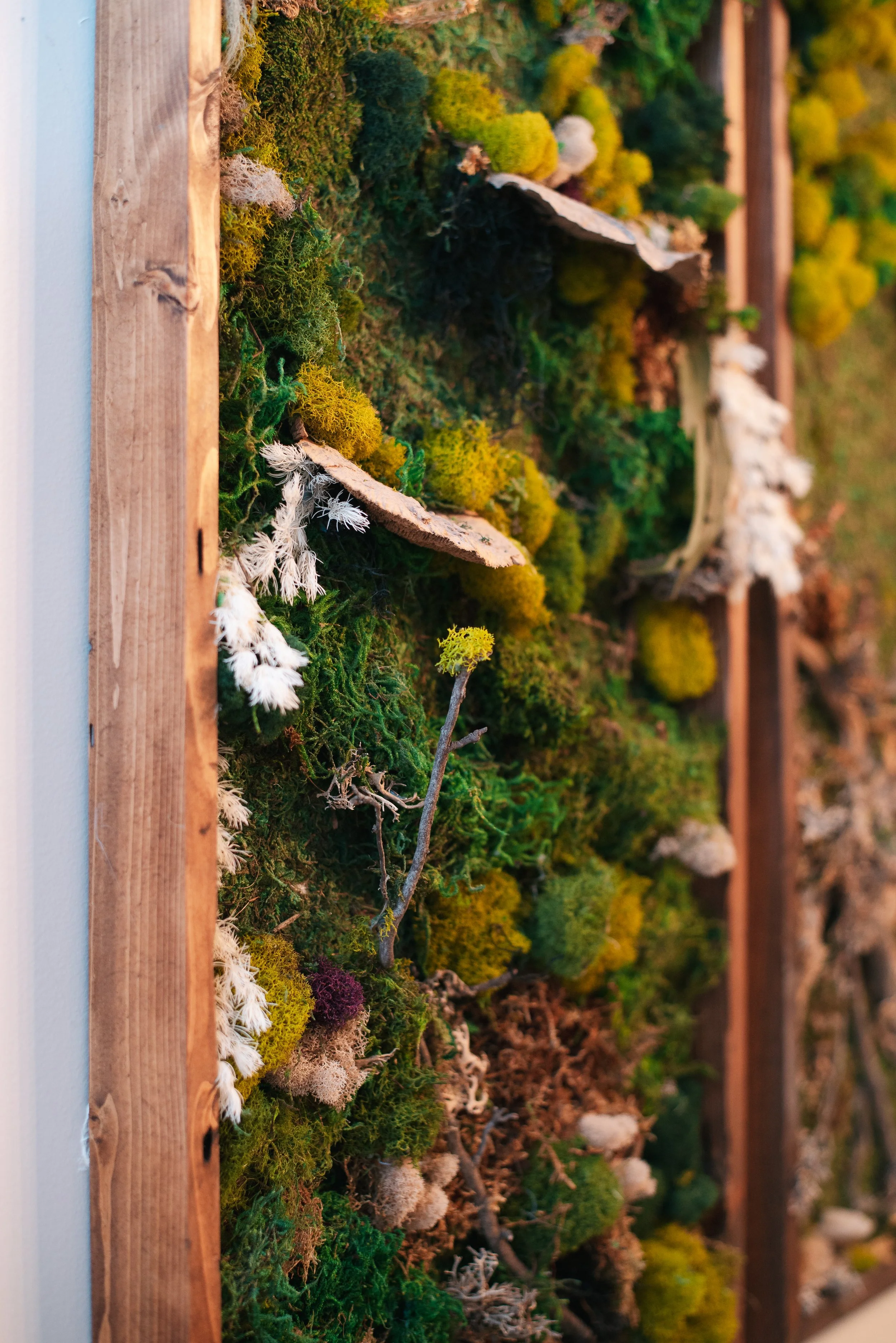 Close-up of a vertical moss wall with various green, yellow, and white moss and small branches, framed by a wooden border.