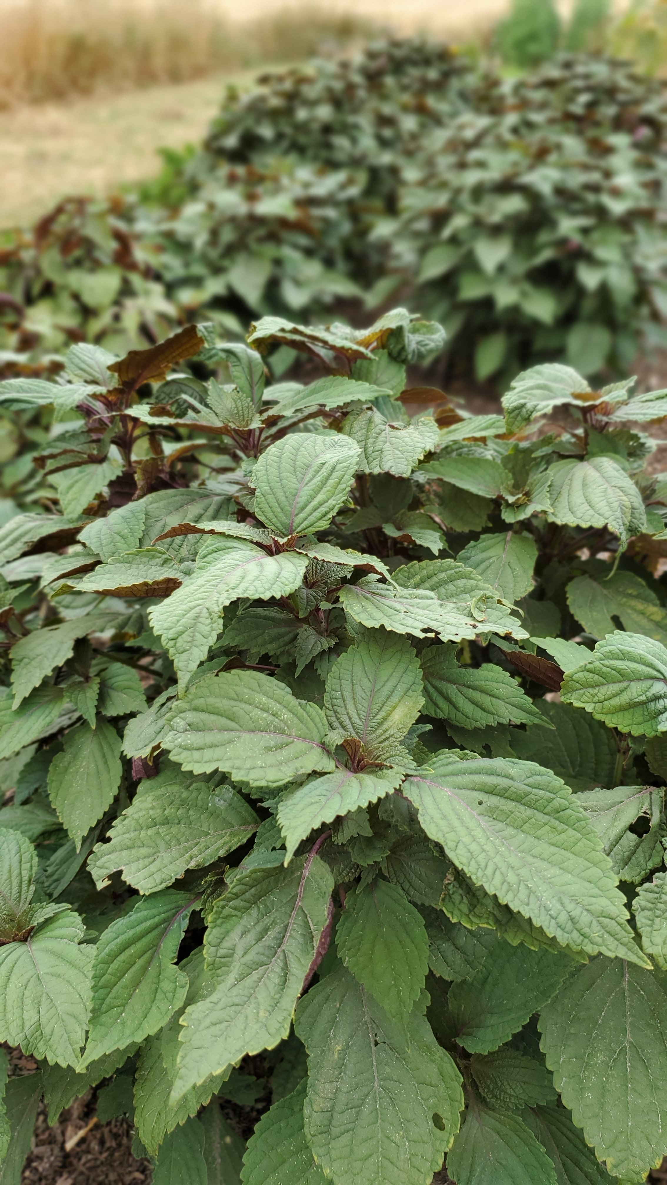 shiso green.jpg