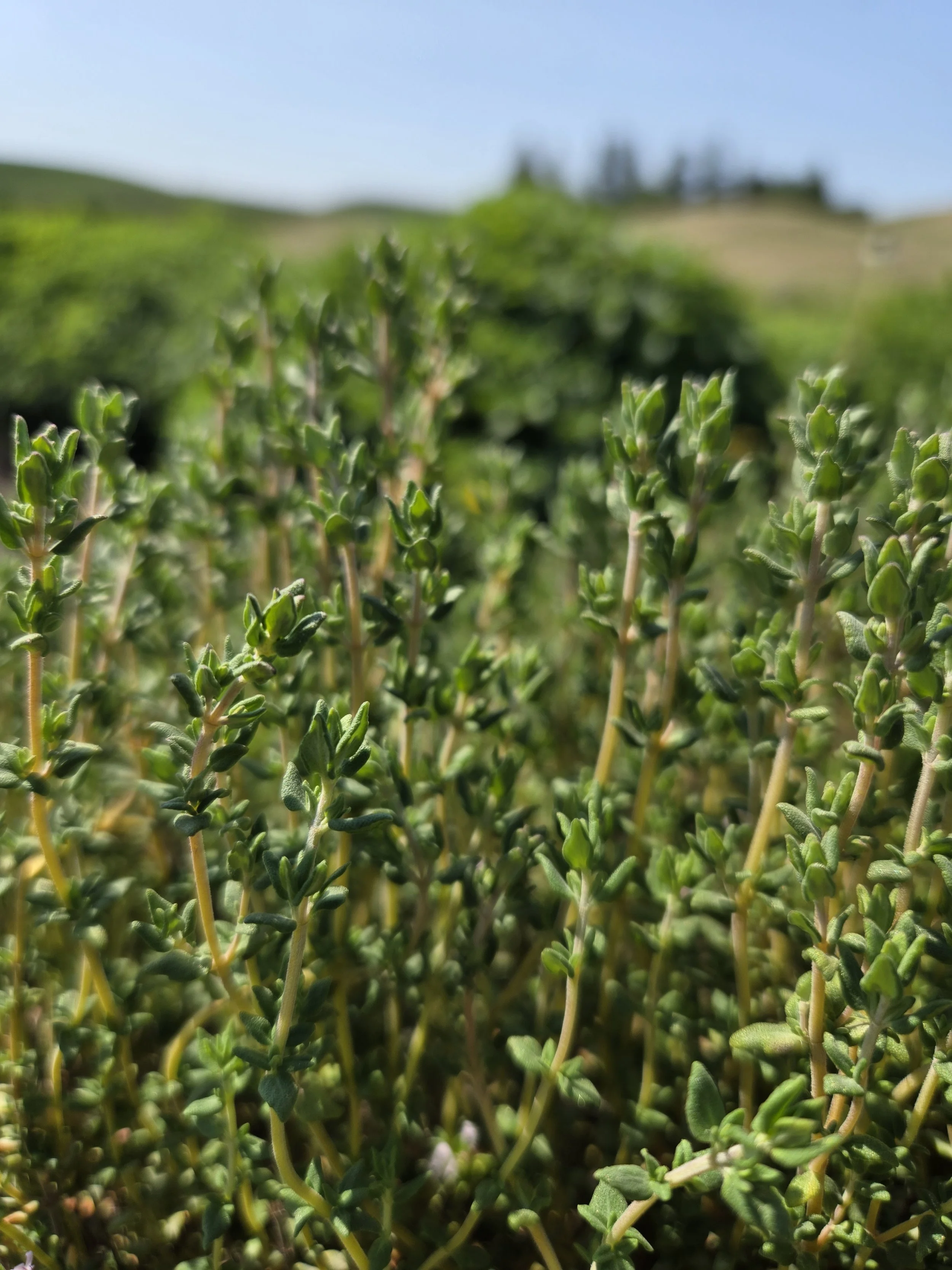 Thyme.jpg