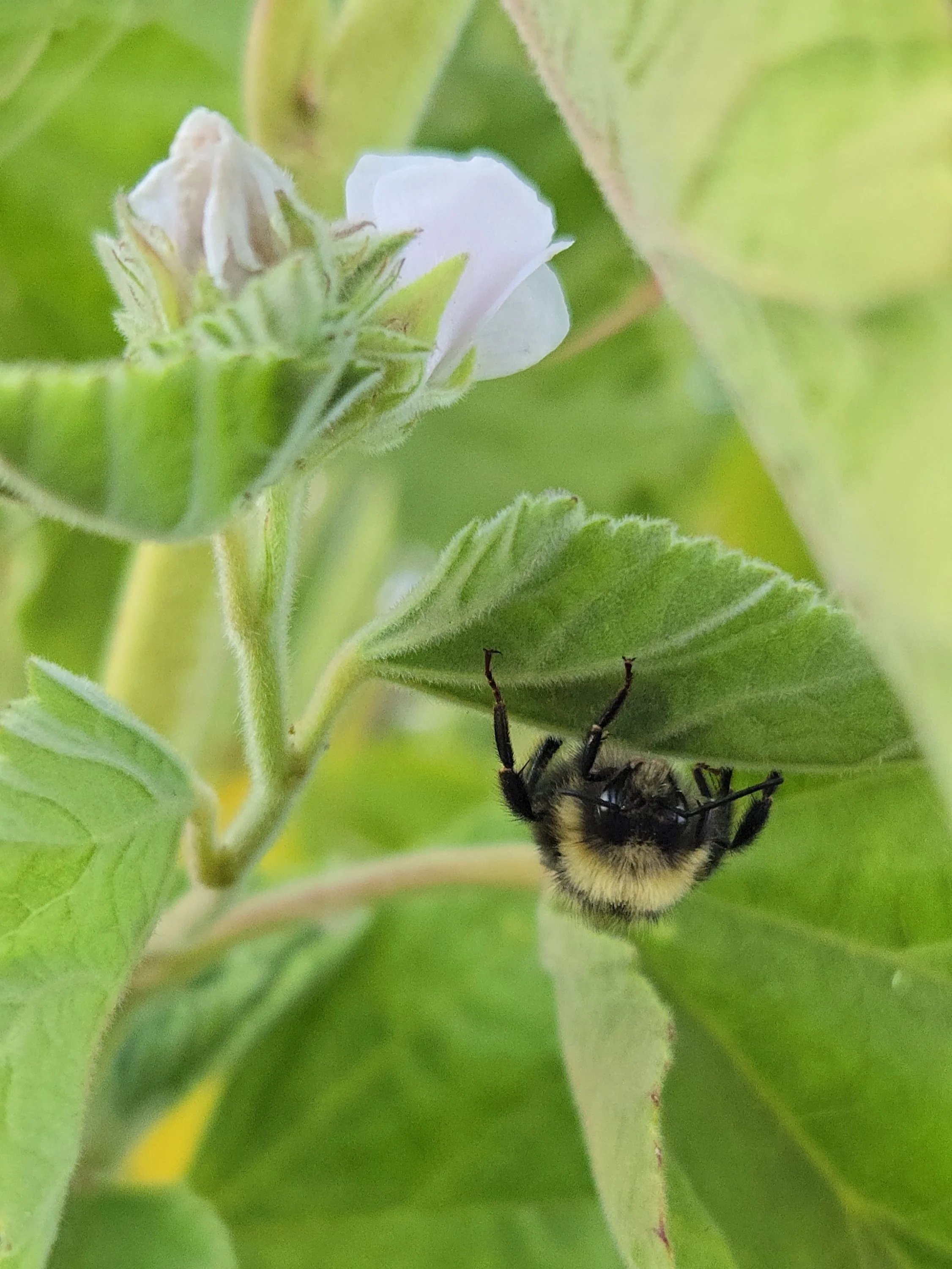western bumblebee.jpg