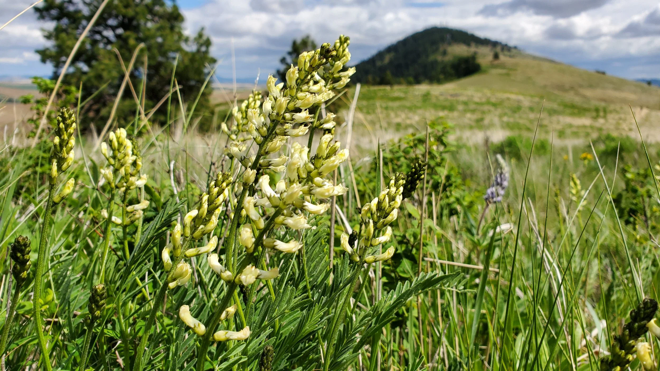 native palouse milk vetch plants growing on top of Kamiak Butte, just north of Smoot's Flavor Farm