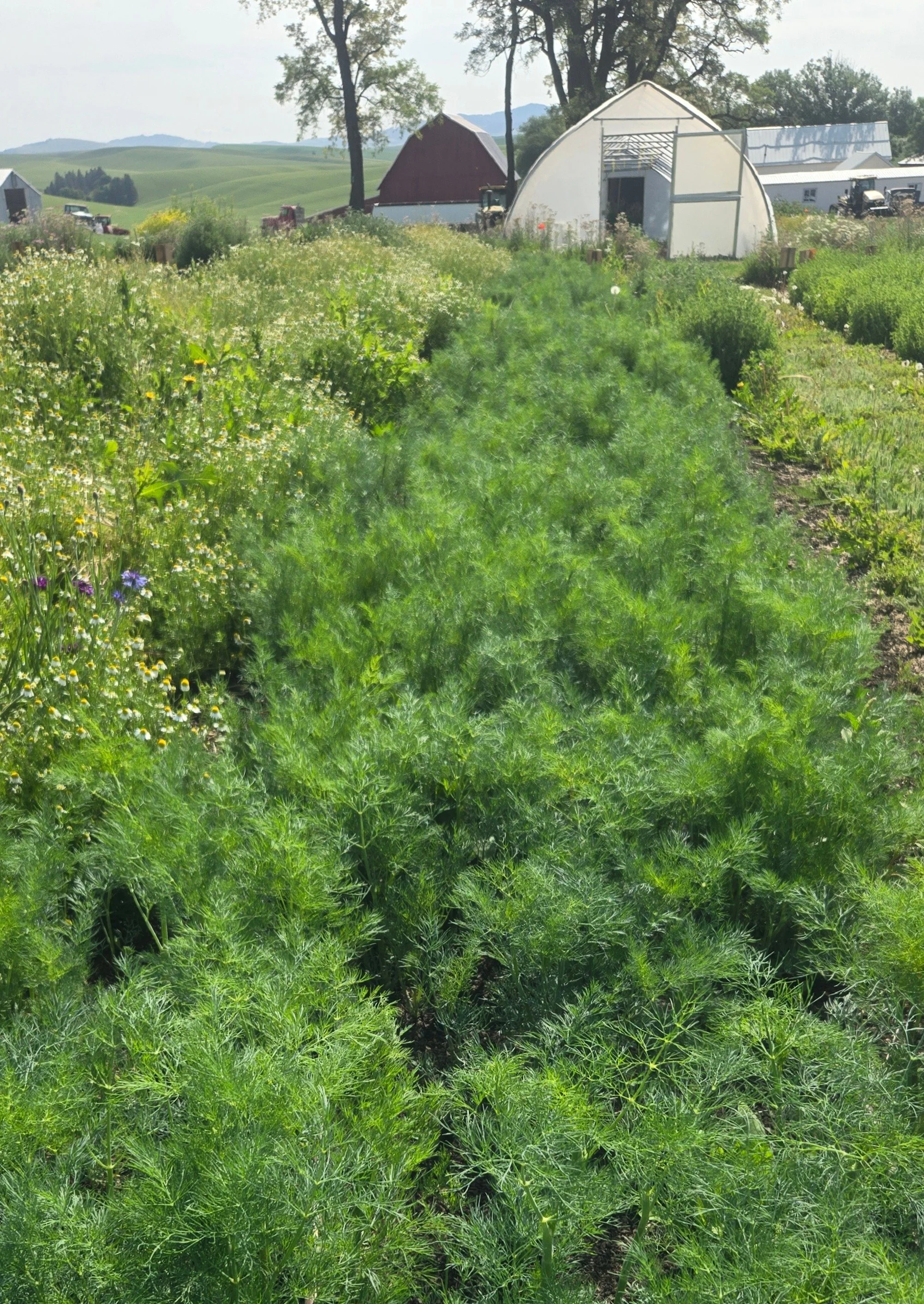 dill row.jpg