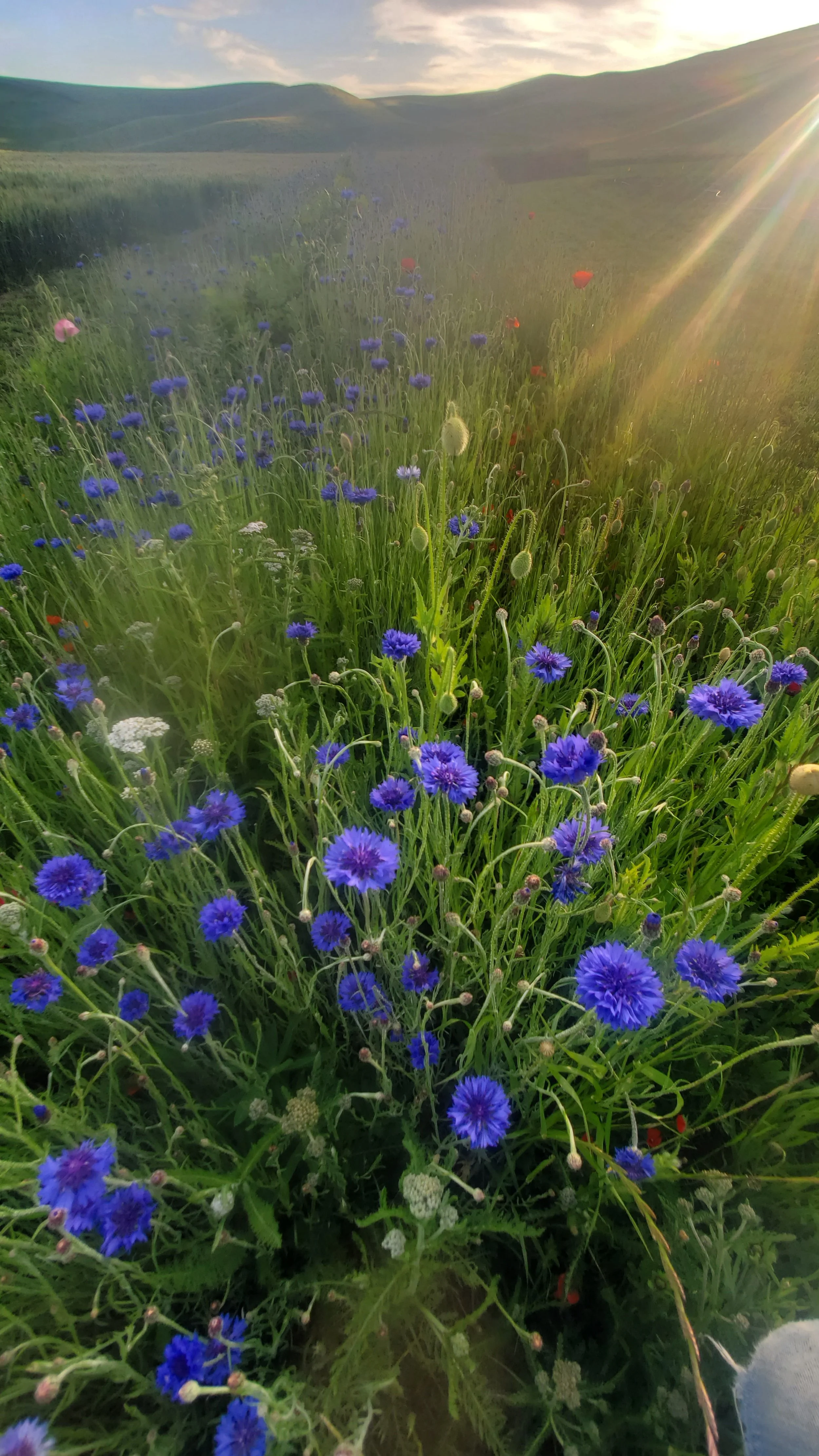 cornflower.jpg