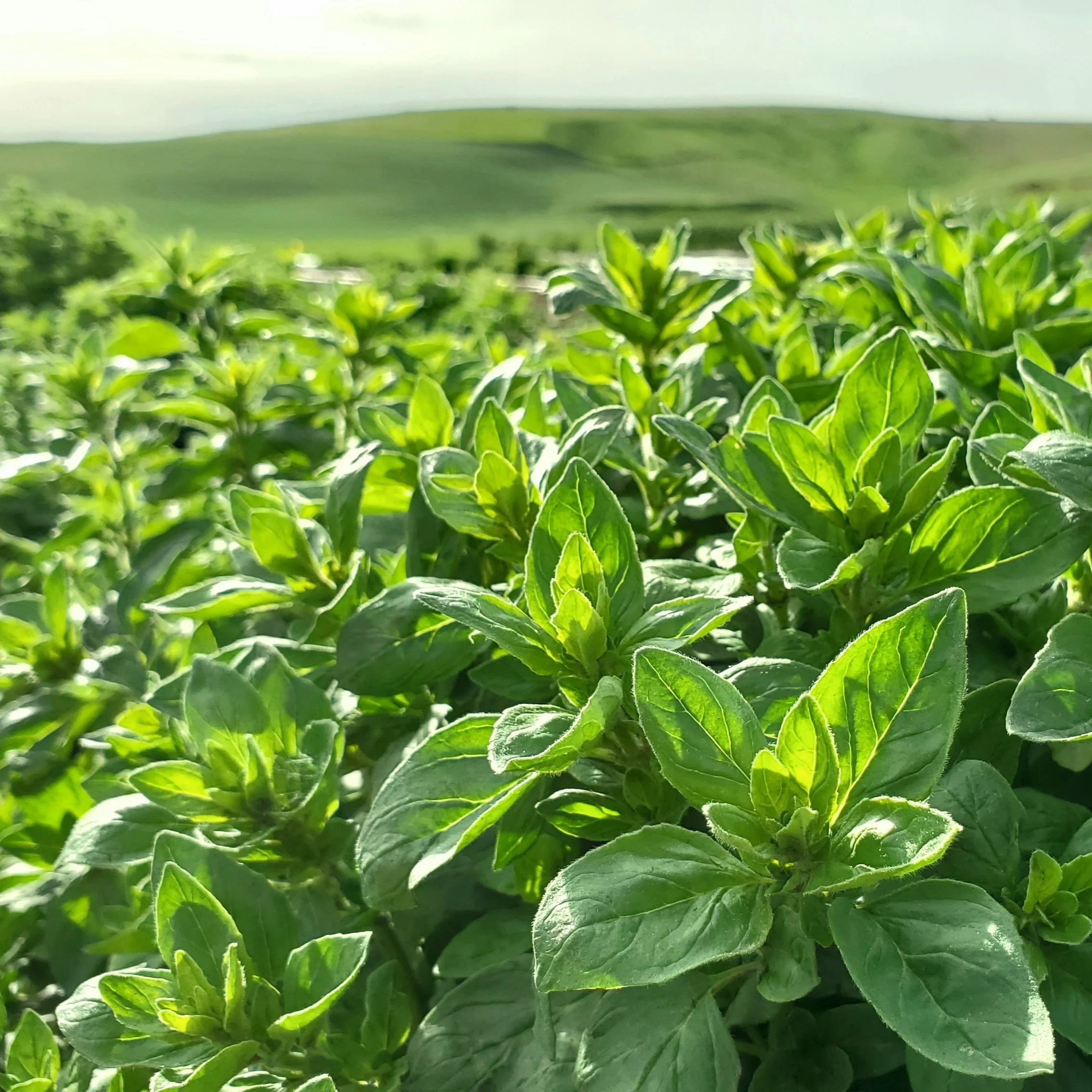 oregano.jpg