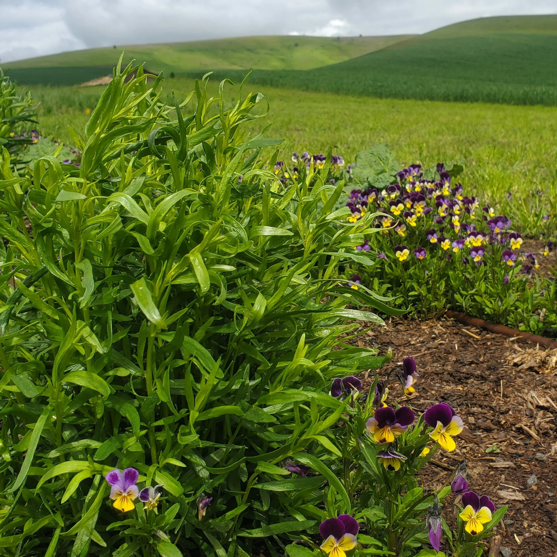 french tarragon.jpg