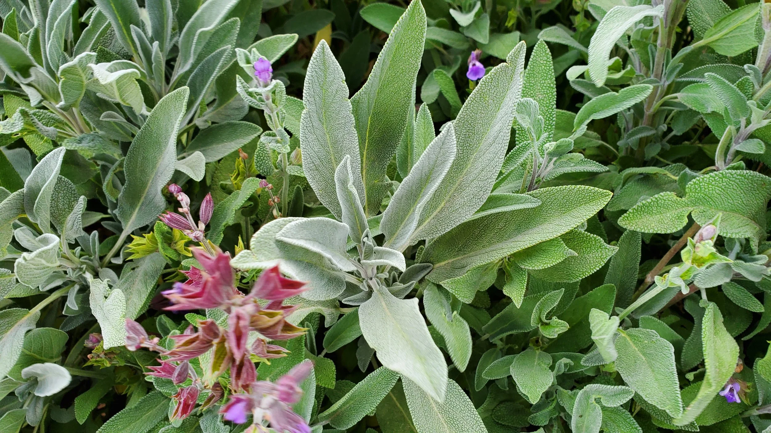 sage3.jpg