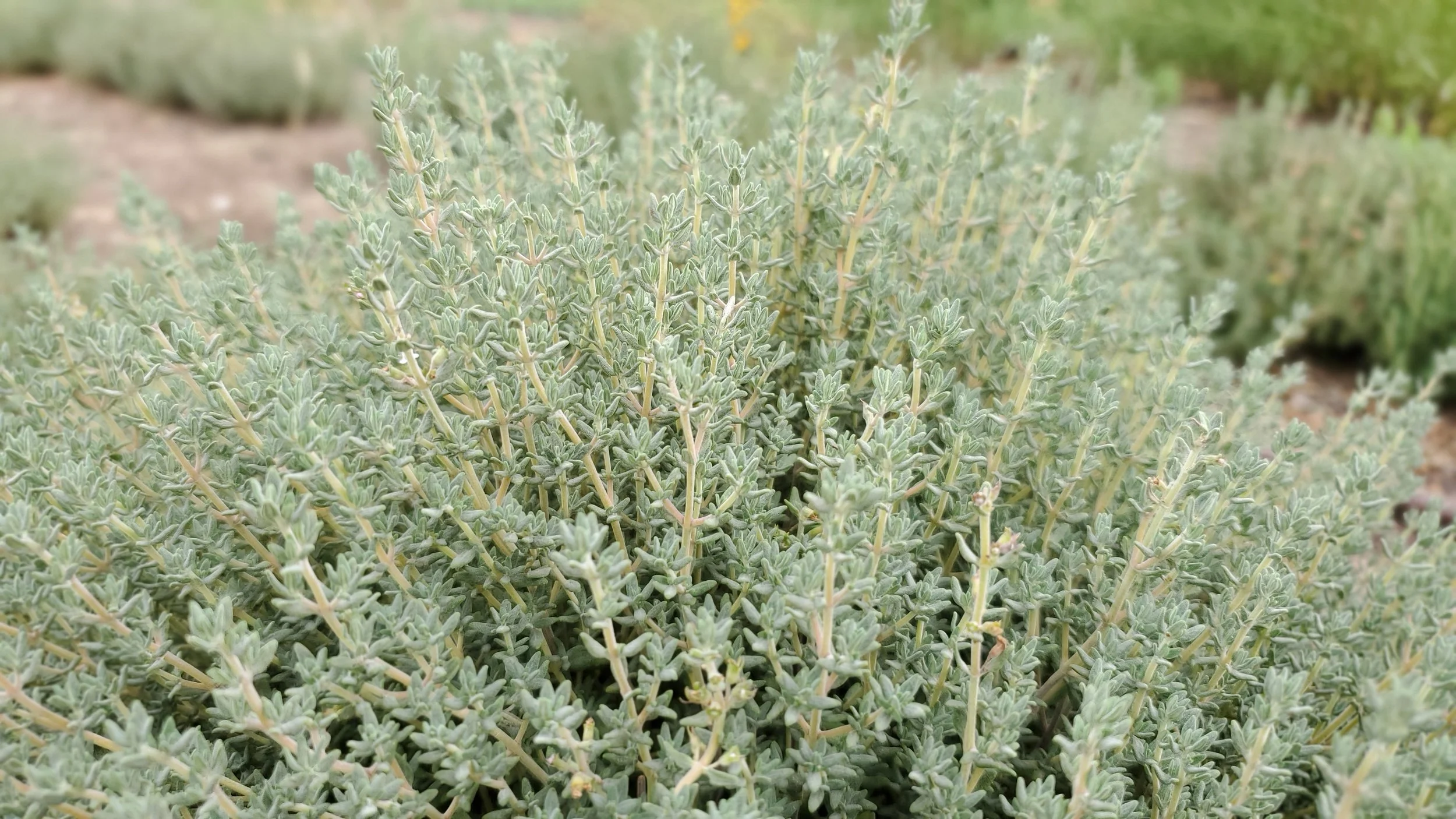 thyme 5.jpg