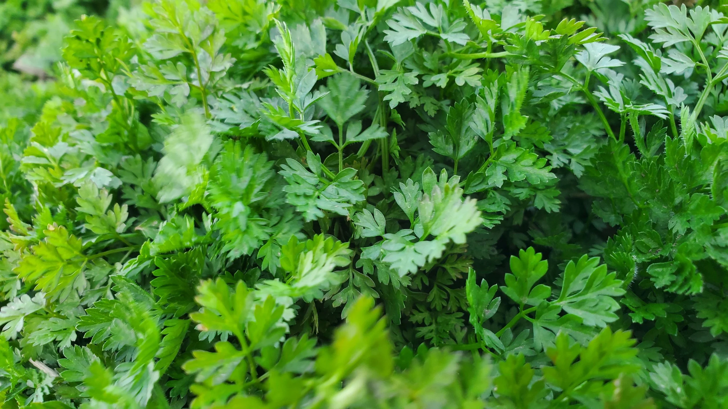 chervil.jpg