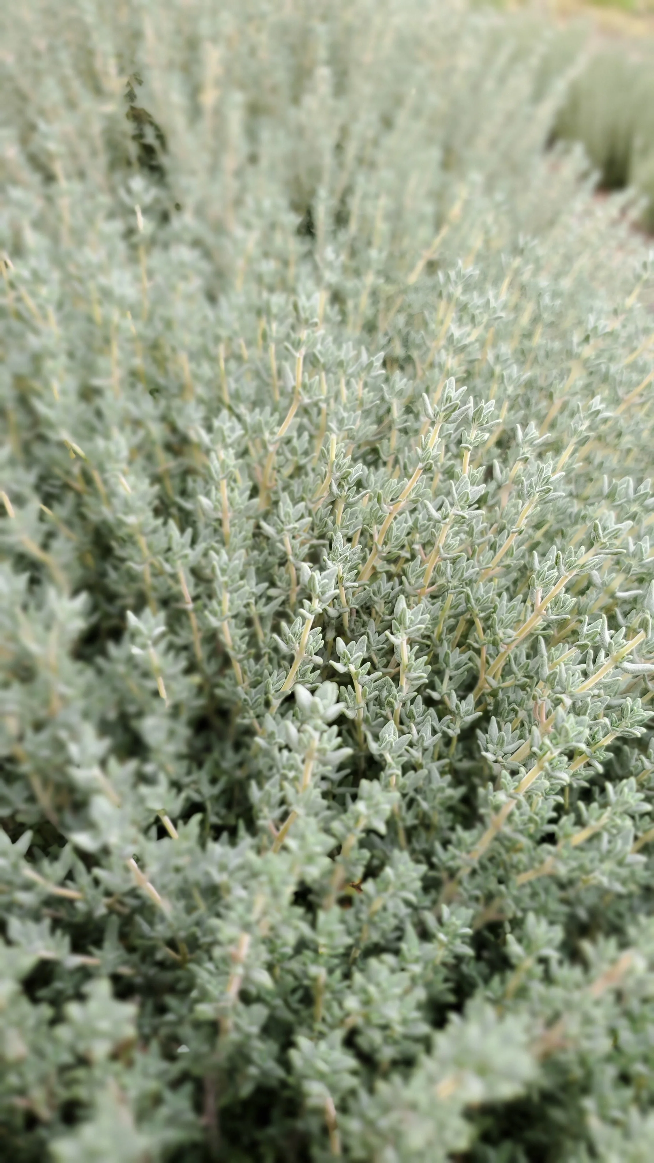 thyme 4.jpg