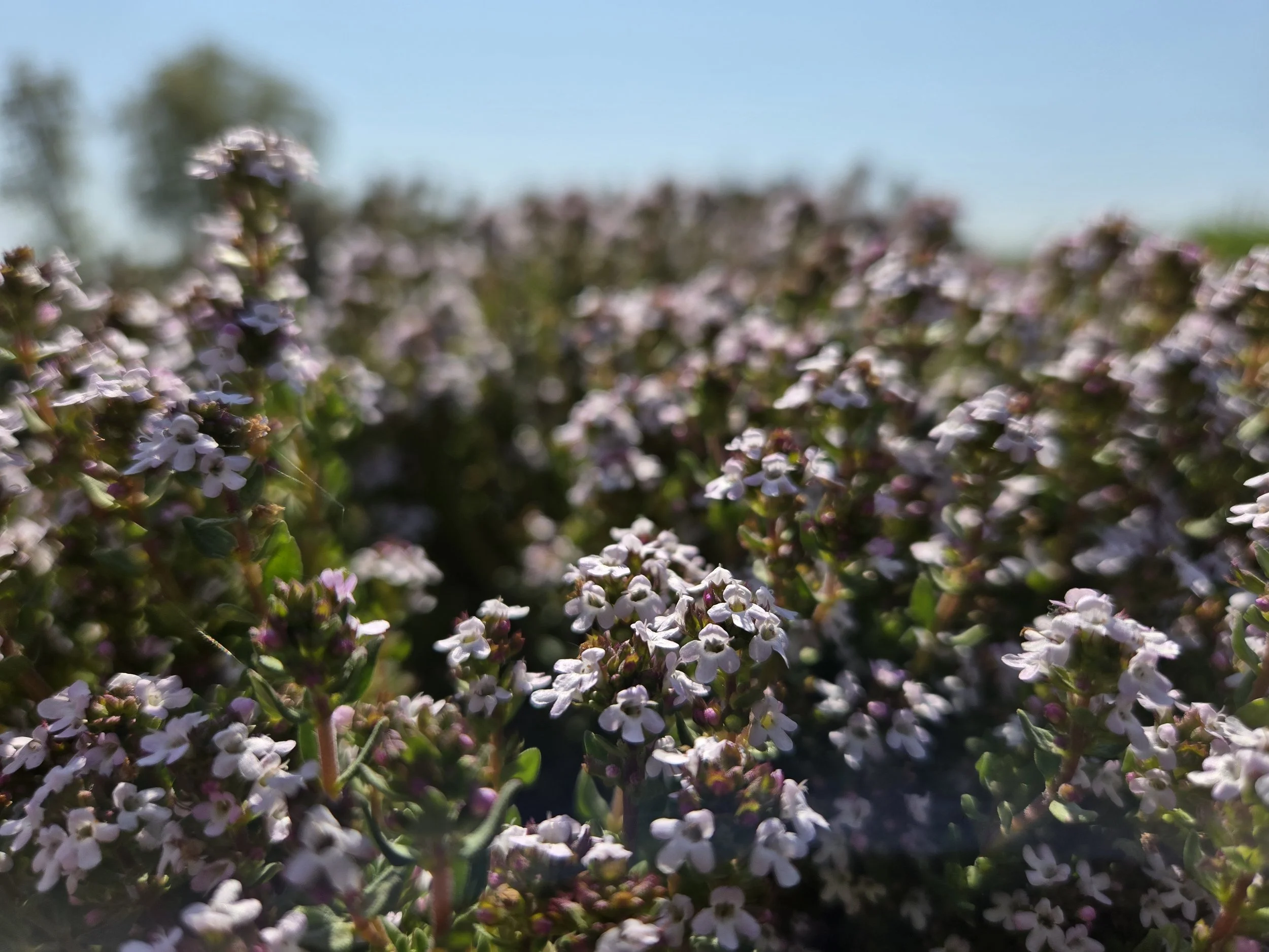 thyme blooms.jpg