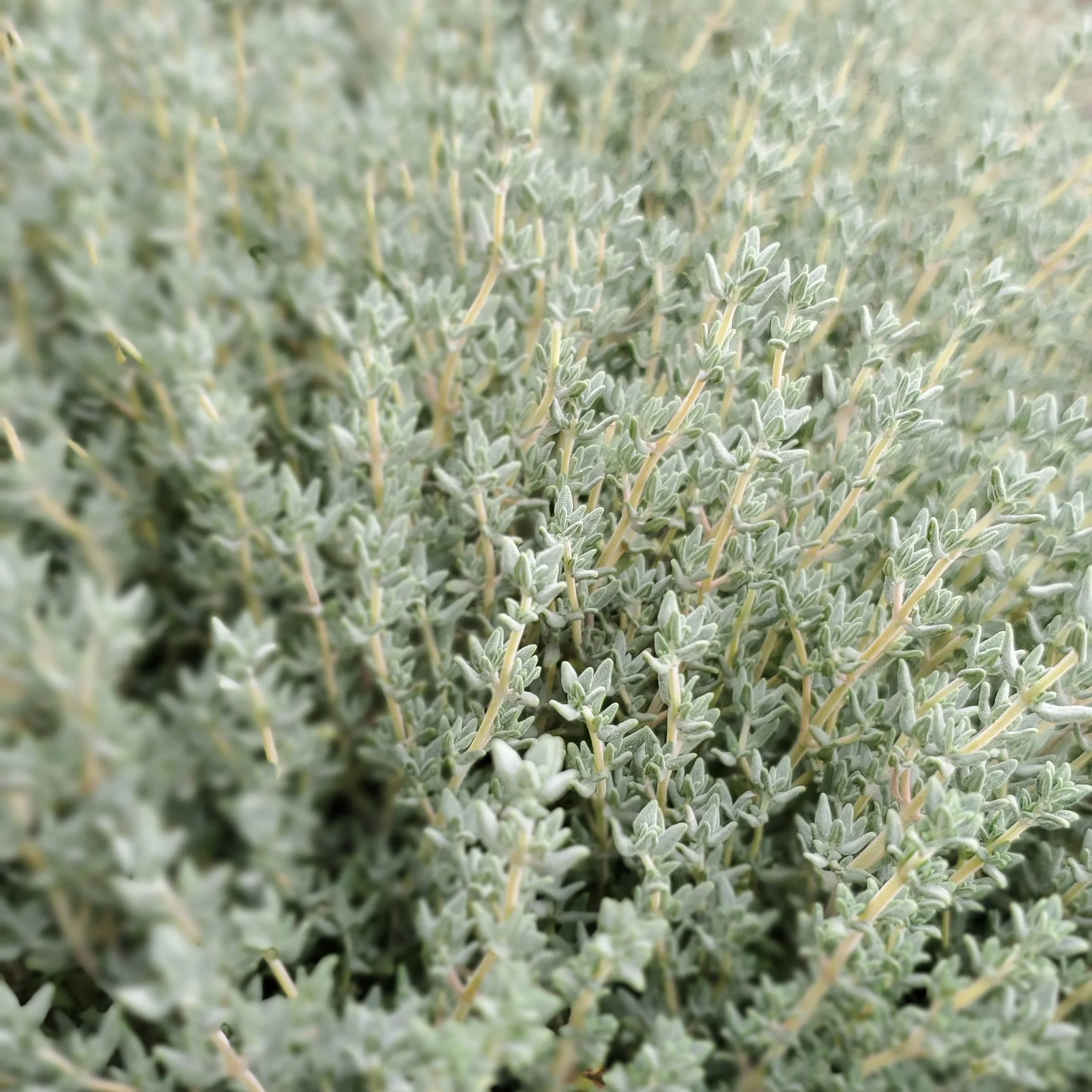 thyme3.jpg