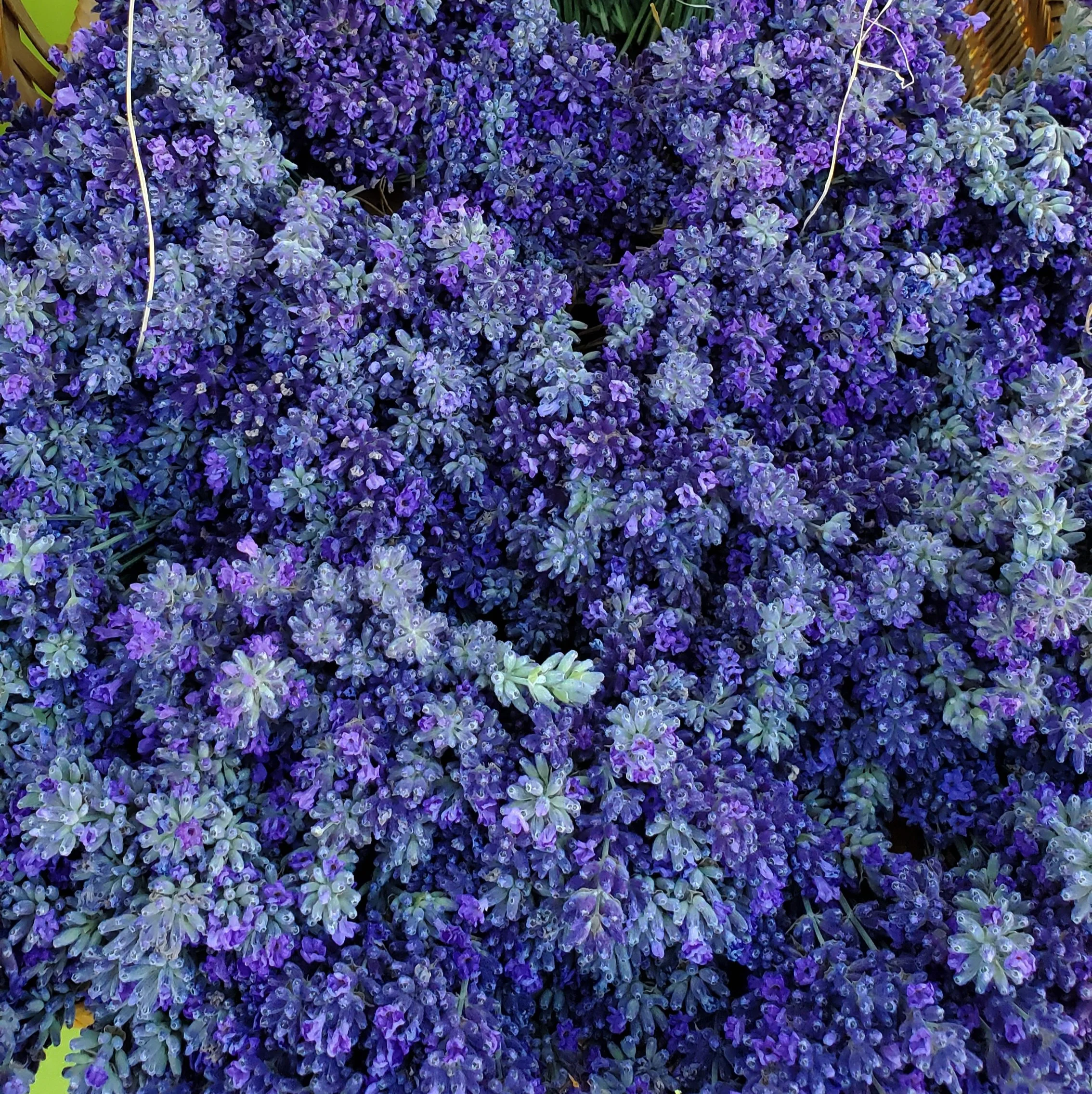 lavender.jpg