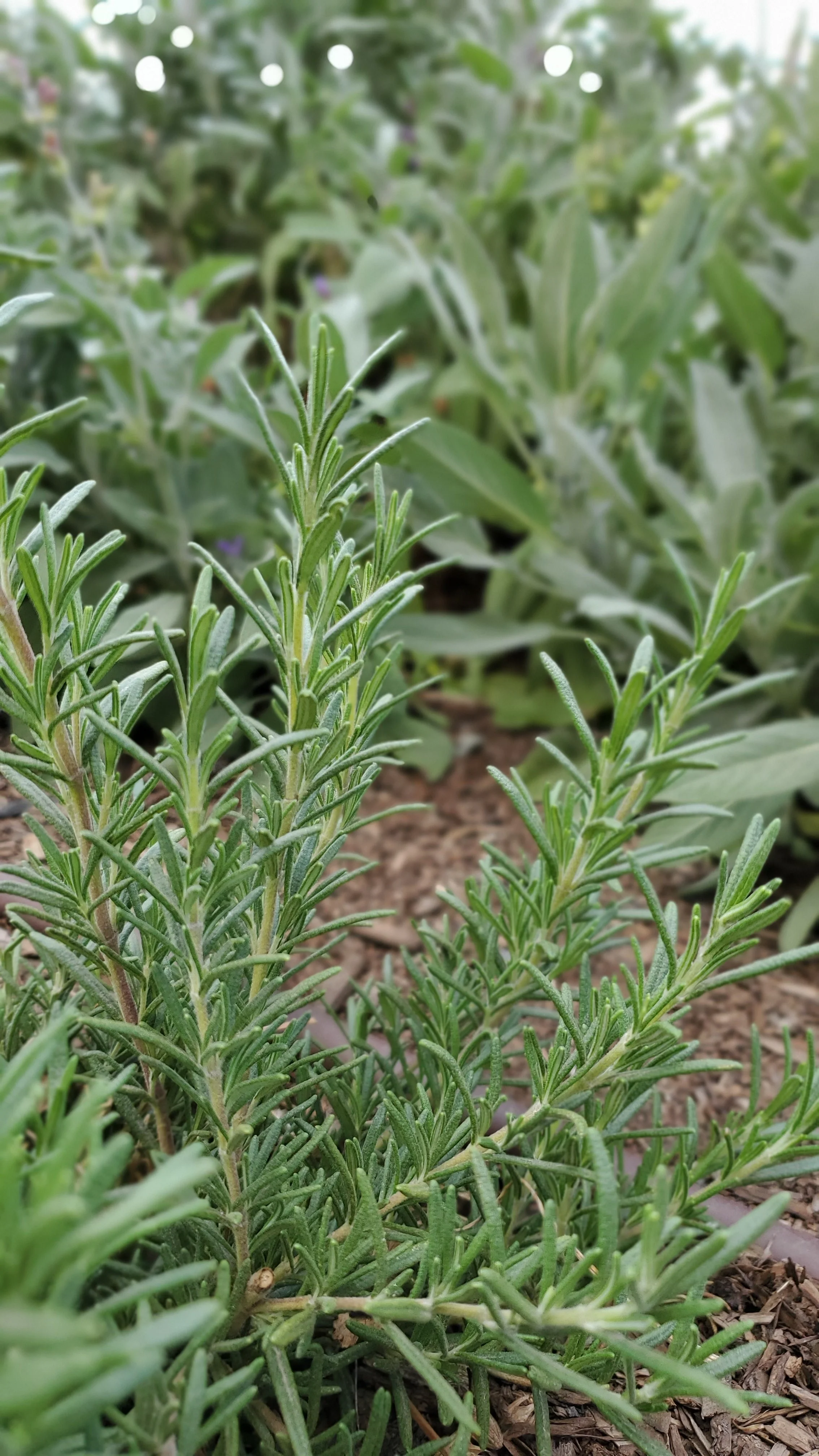 rosemary.jpg