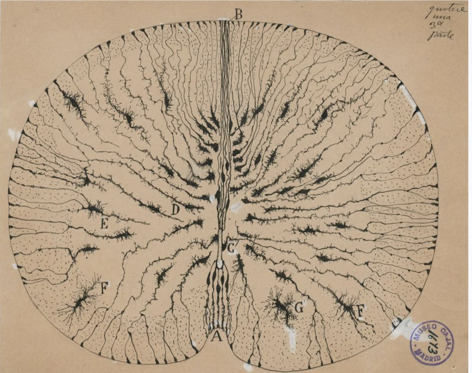A detailed diagram of a tree's root system, labeled with sections A through G.