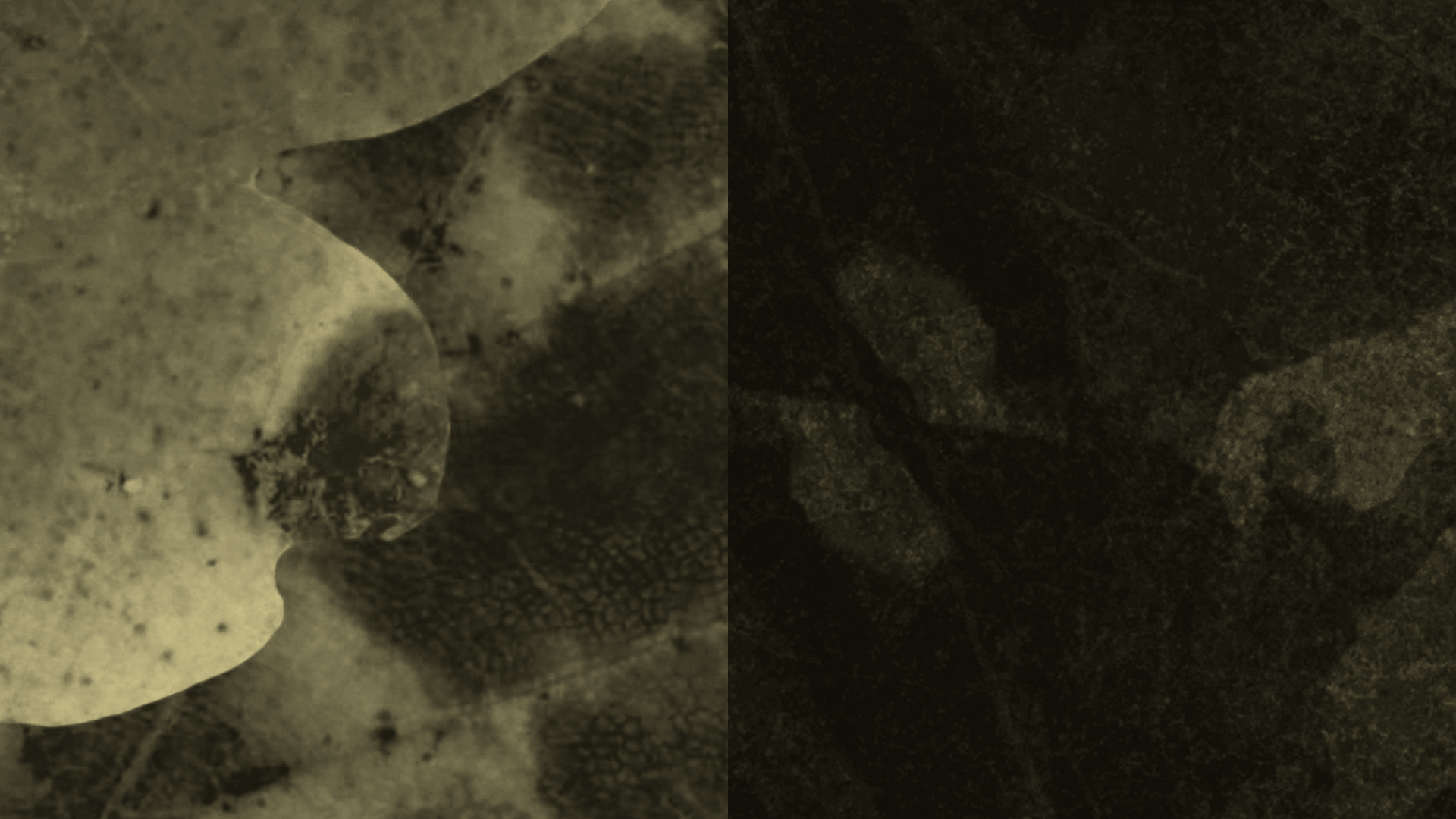 A split image with black and white photo of an owl with its head tilted downward, and a dark, indistinct background.