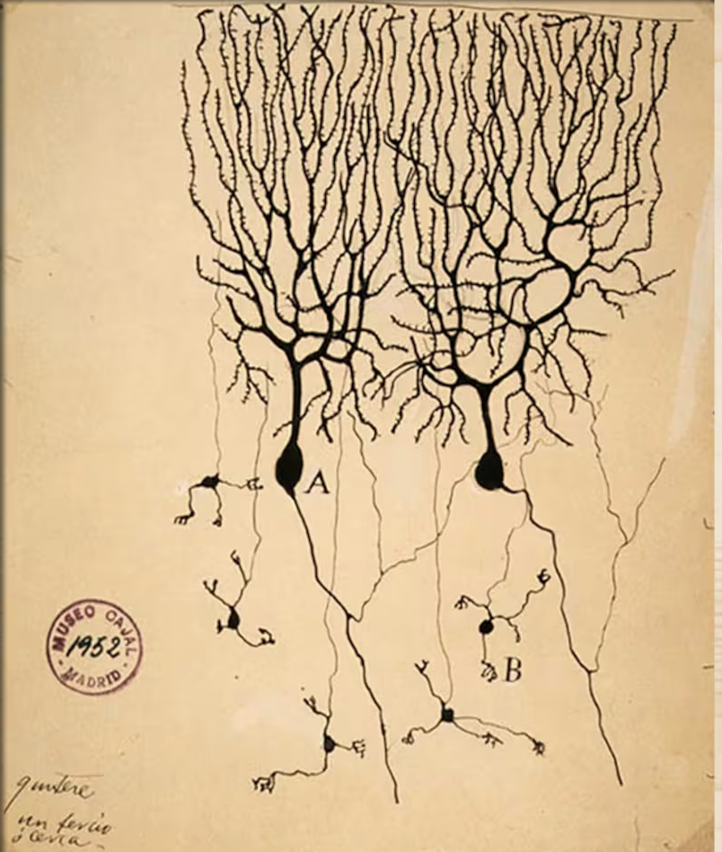 A detailed diagram of the human nervous system, specifically focusing on the brain and spinal cord, illustrating the structure and branching of nerves.
