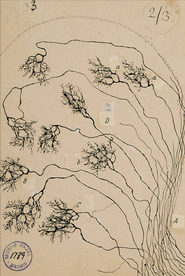 Diagram of a branching network, labeled with letters A, B, C, D, and multiple branches with small knob-like structures labeled a and b. It appears to be a scientific illustration, possibly of a biological structure such as neurons or plants.