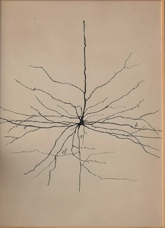 Diagram of a neuron with labeled parts and branching dendrites.