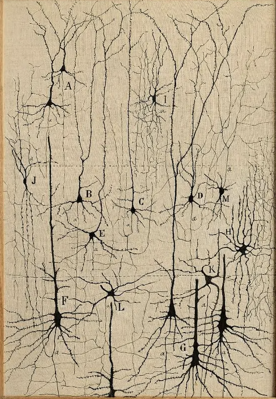 Diagram of neurons with labeled parts, showing interconnected neural pathways and cell structures.