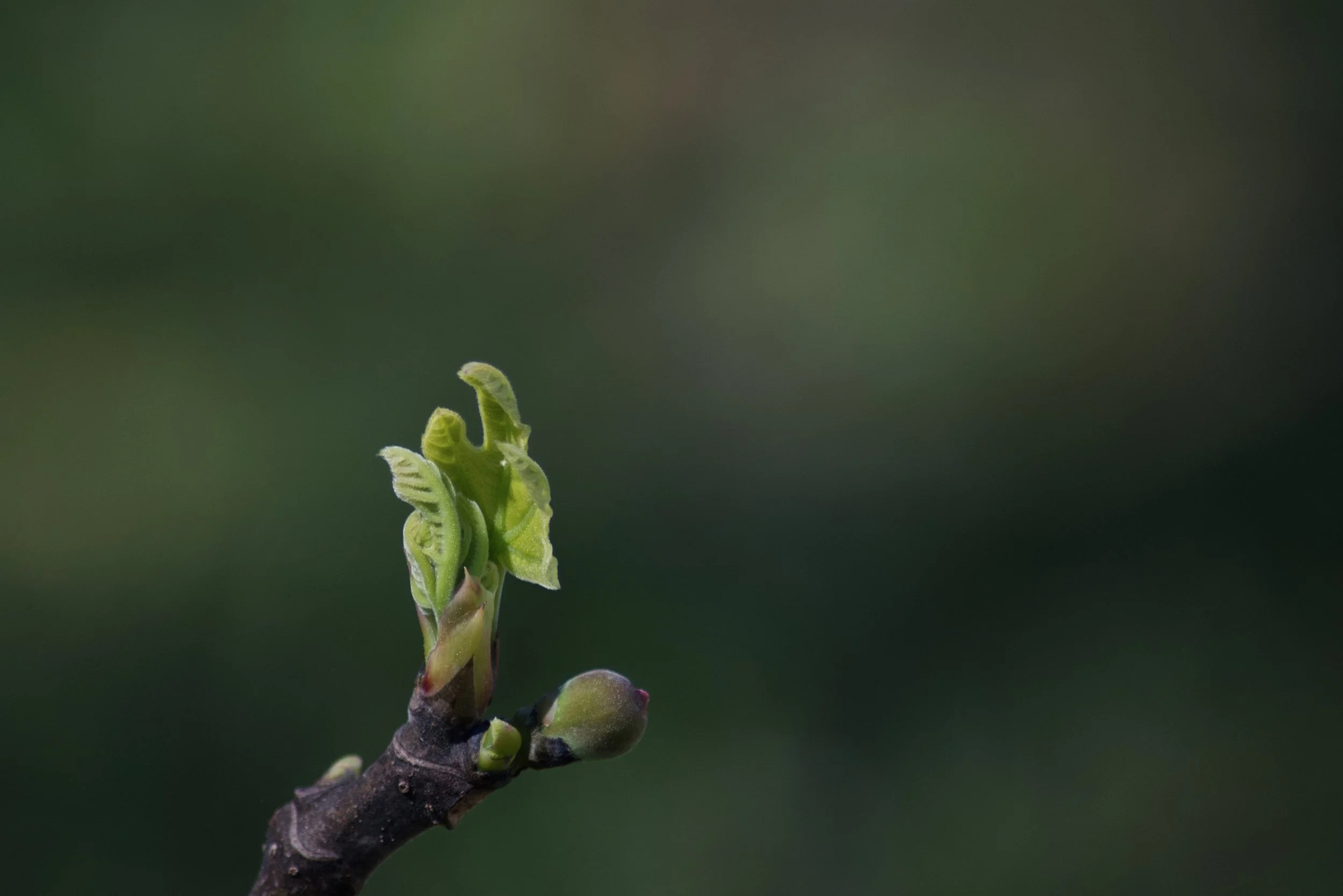 fig bud.jpeg