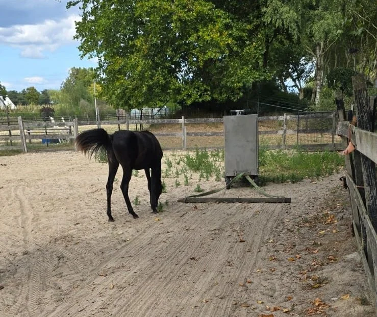 Een zwart paard in een omheinde stal met bomen en een blauwe lucht op de achtergrond.