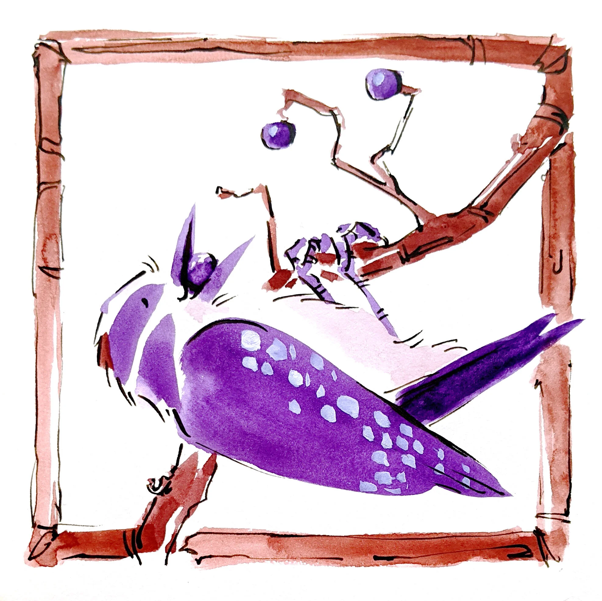A downy woodpecker eating berries