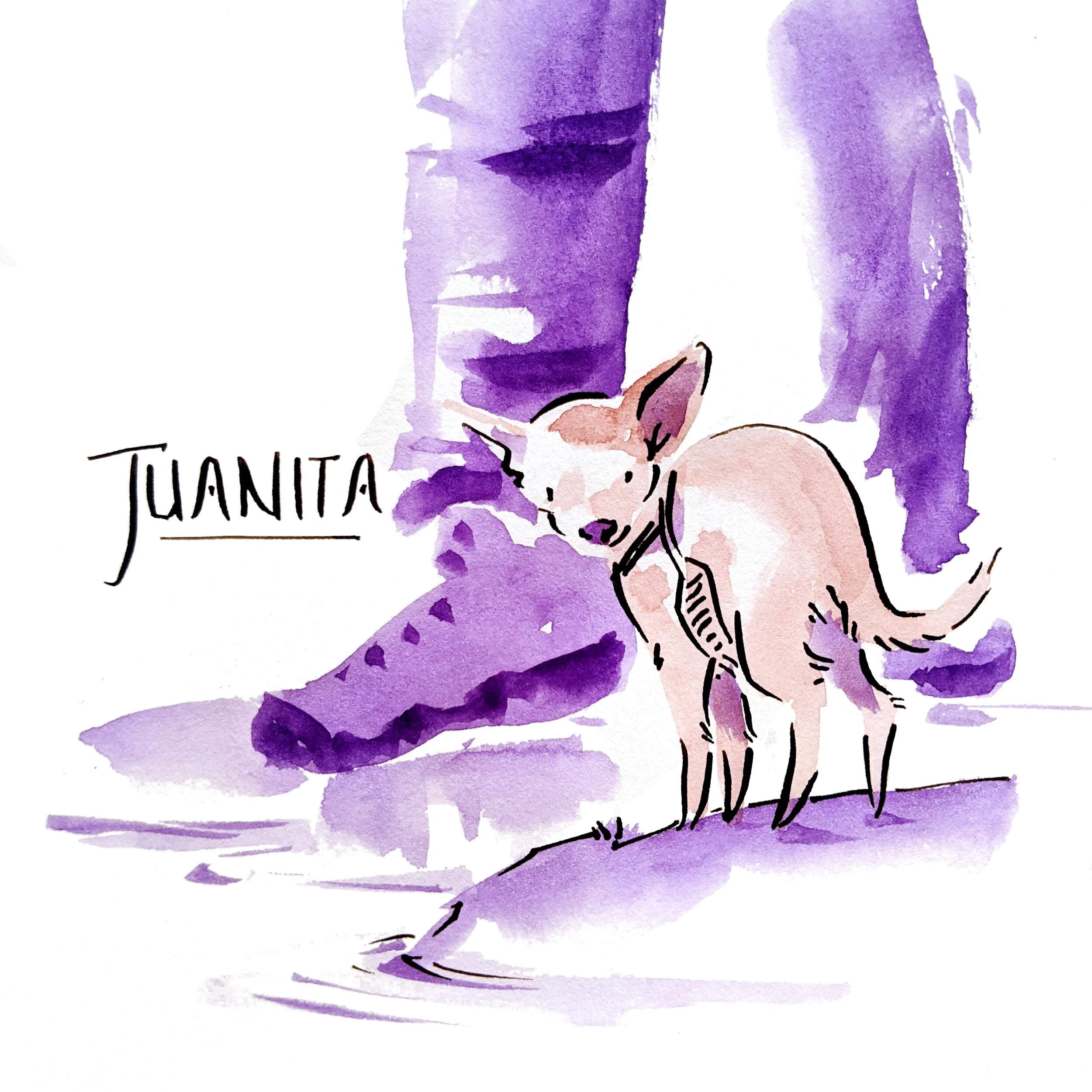 A chihuahua on a hike