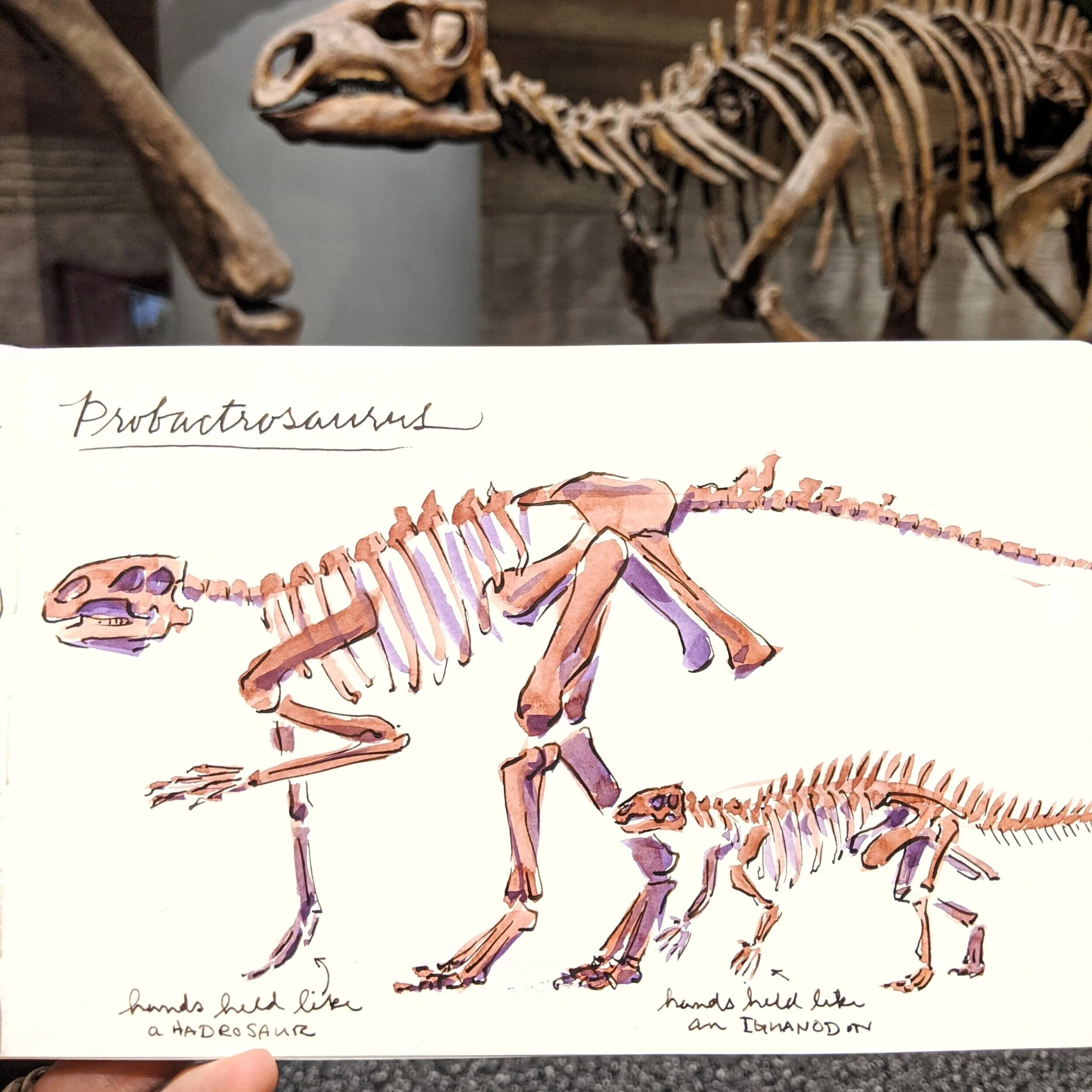 A sketch of a dinosaur skeleton